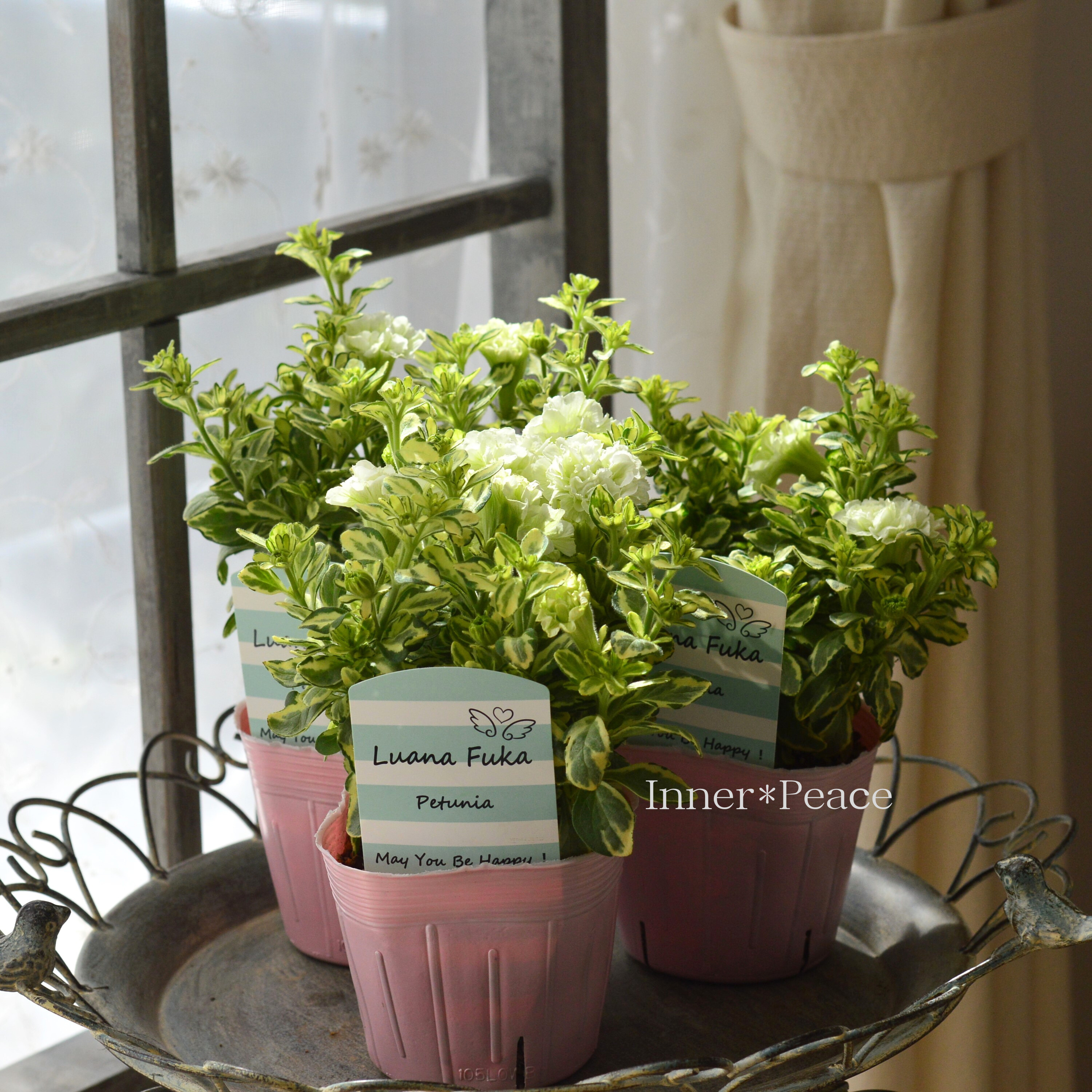 【希少】 斑入りペチュニア 『ルアナフーカ』　3.5寸POT