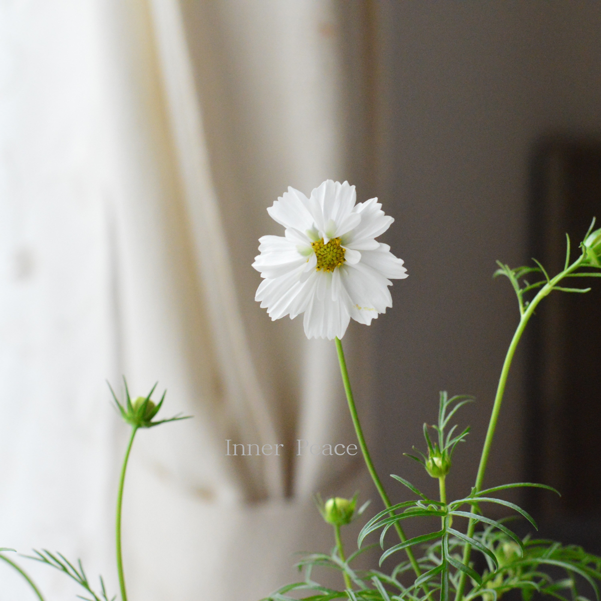 【完売御礼】【匿名配送】 2 苗 コスモス ダブルクリック スノーパフ 大きめ苗 人気】 コスモス 『ダブルクリック・スノーパフ』 3寸ロングPOT