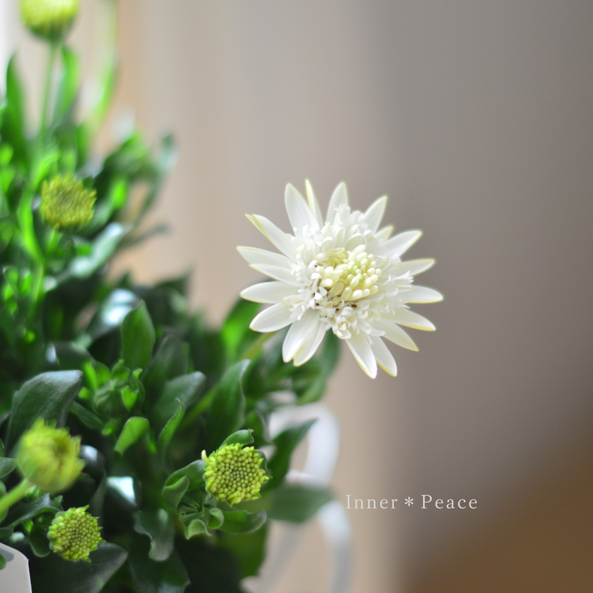 【ゲブラさん】  オステオスペルマム　『オデットブラン』  3.5寸POT