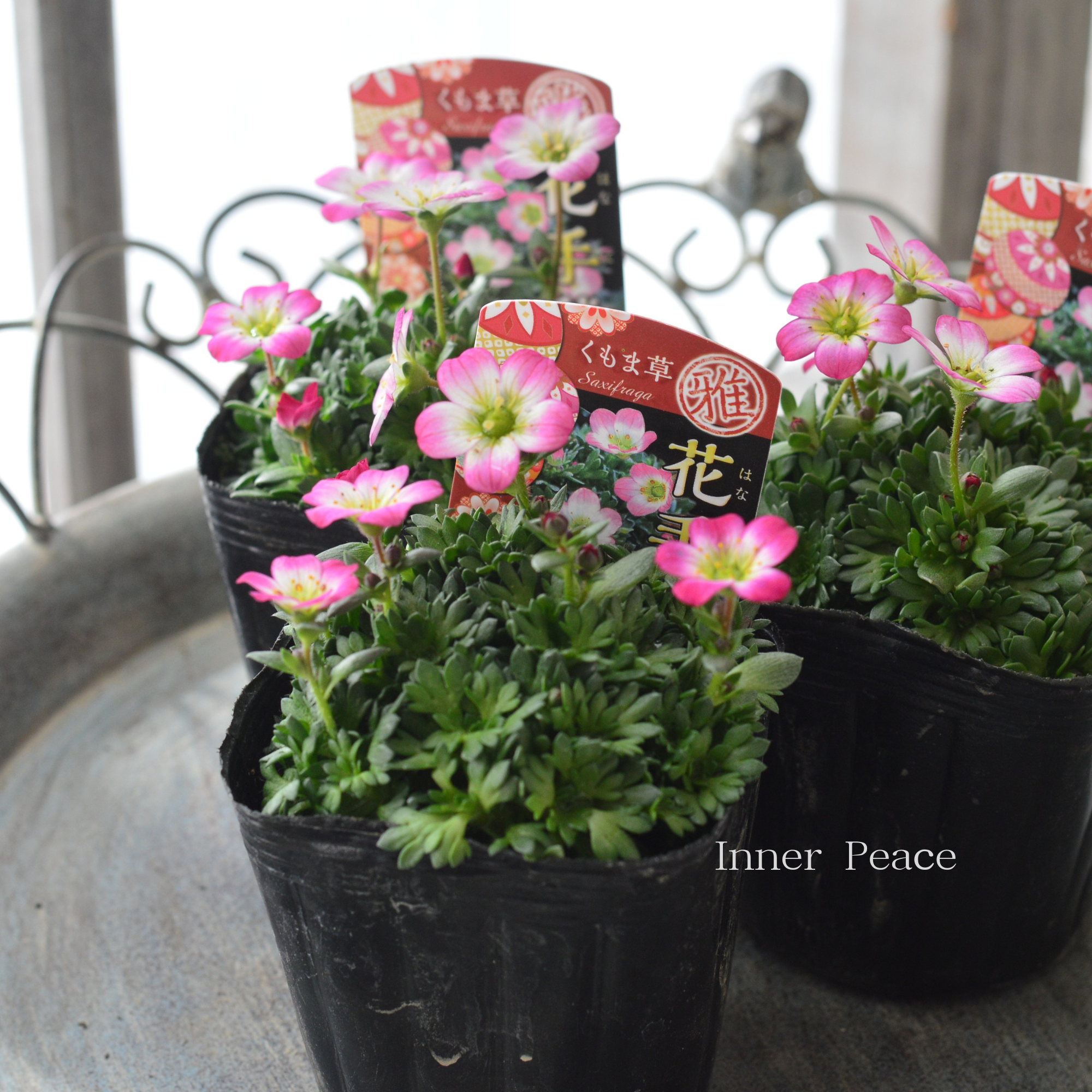 【寒さに強い】新品種　クモマグサ（雲間草）　『花手毬・ピンク』　3寸POT