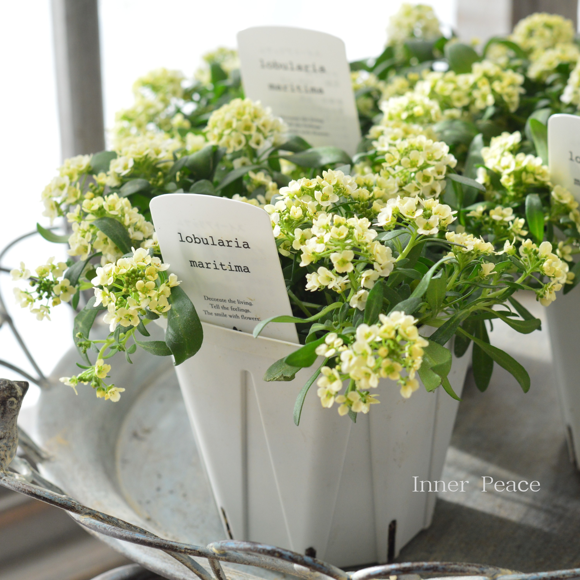 【４本植え】 スイートアリッサム　『イエロー』　　3.5寸硬質POT