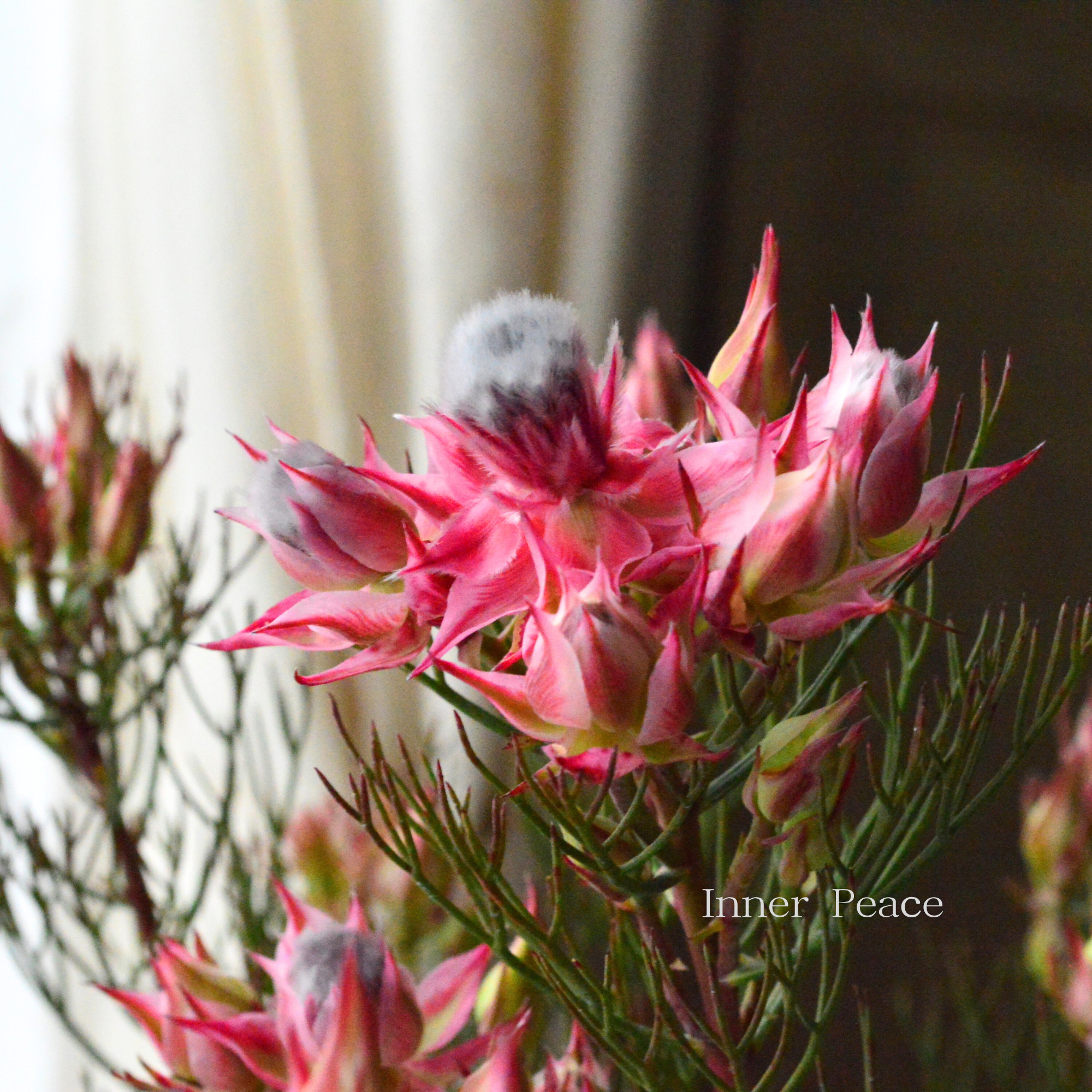 【大苗】 ジョーイセルリア　『カルメン』　６号鉢