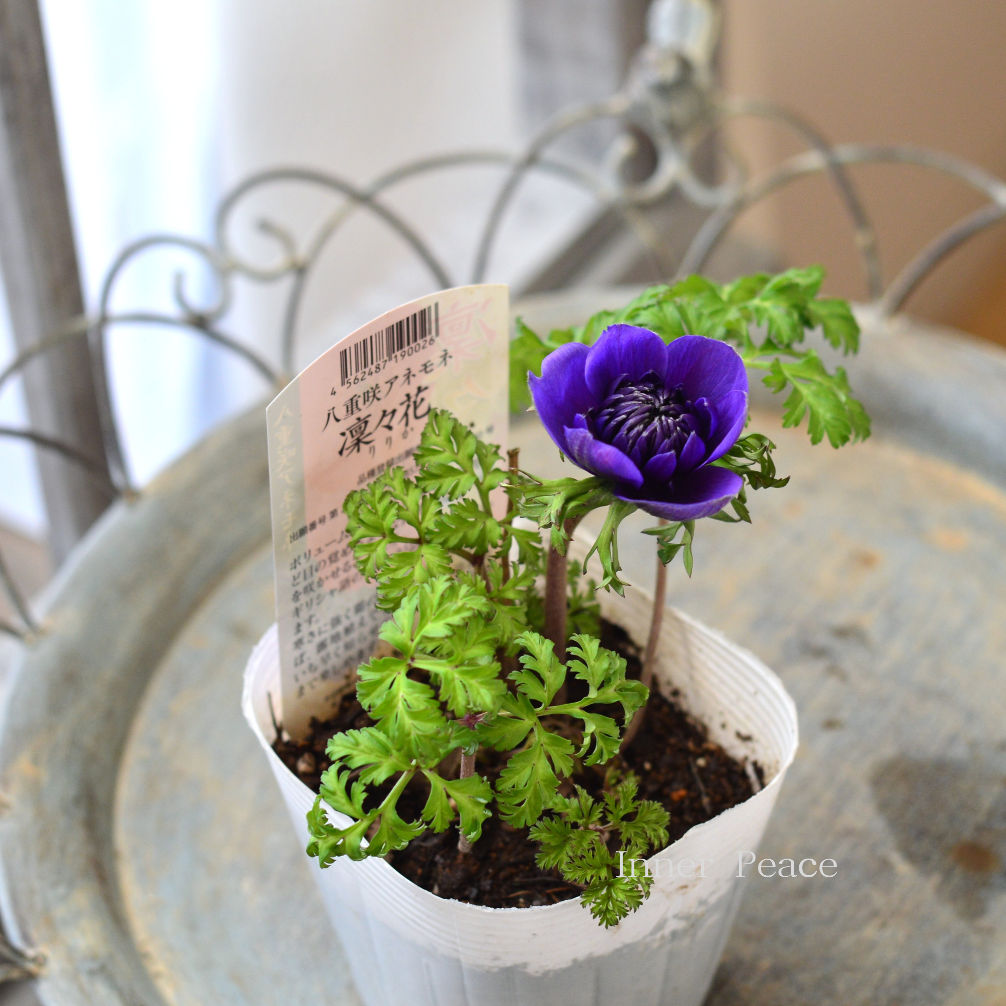 【八重咲き】 アネモネ 『凜々花・ブルー系』　　3.5寸POT