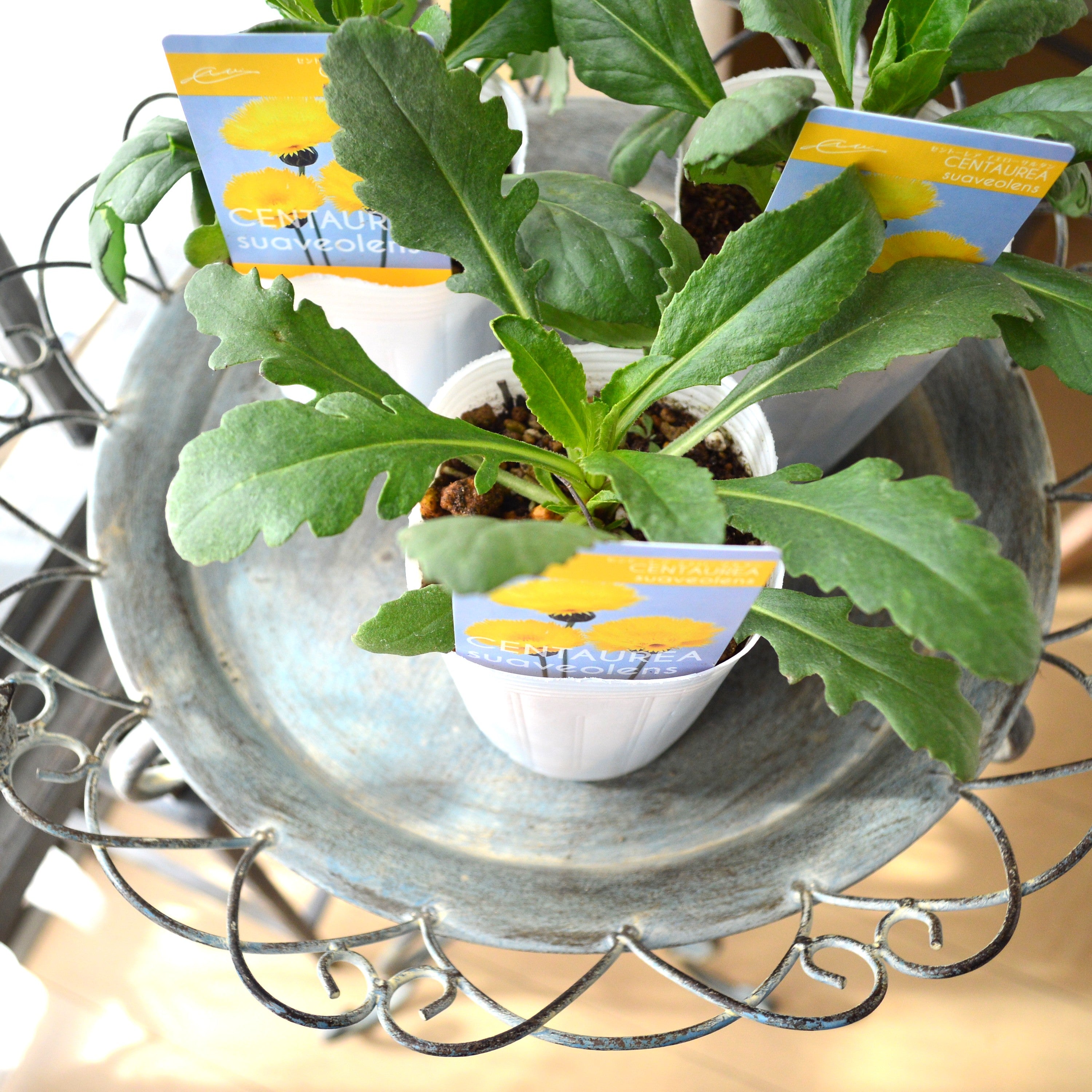 【寒さに強い】 セントーレア（矢車草） 『イエローサルタン』植え込み用　3寸POT