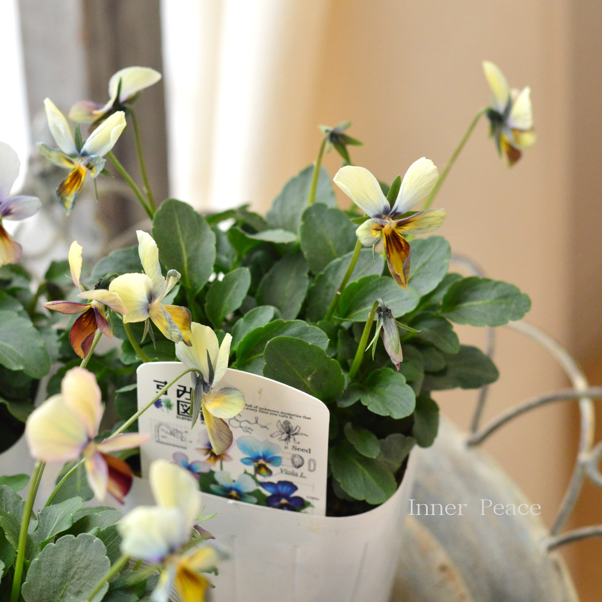 【希少】 おひとり様１苗限定　ビオラ　『すみれ図鑑』　　3.5寸POT