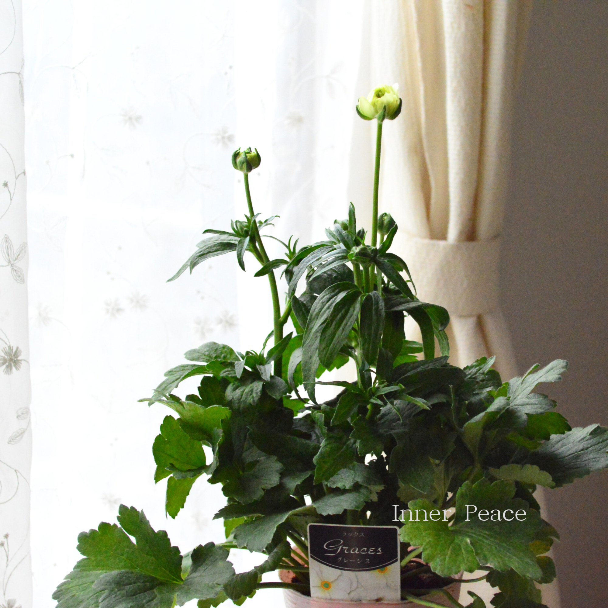 【美しい】 ラナンキュラス・ラックス 『グレーシス』　4寸POT