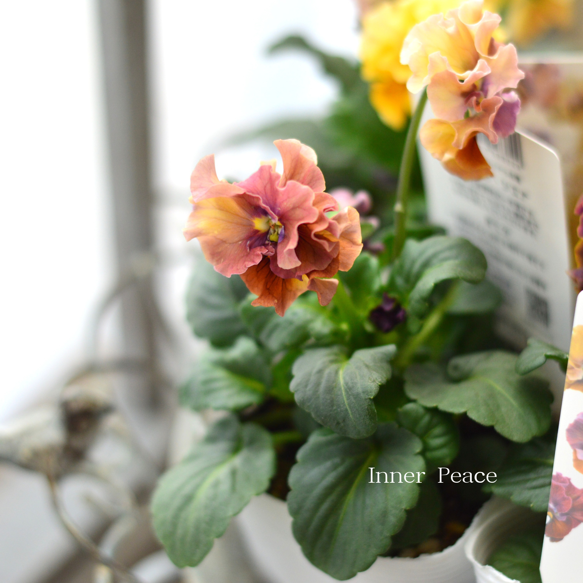 【北島園芸さん】 ビオラ　『ドレープシエナ』　3.5寸POT