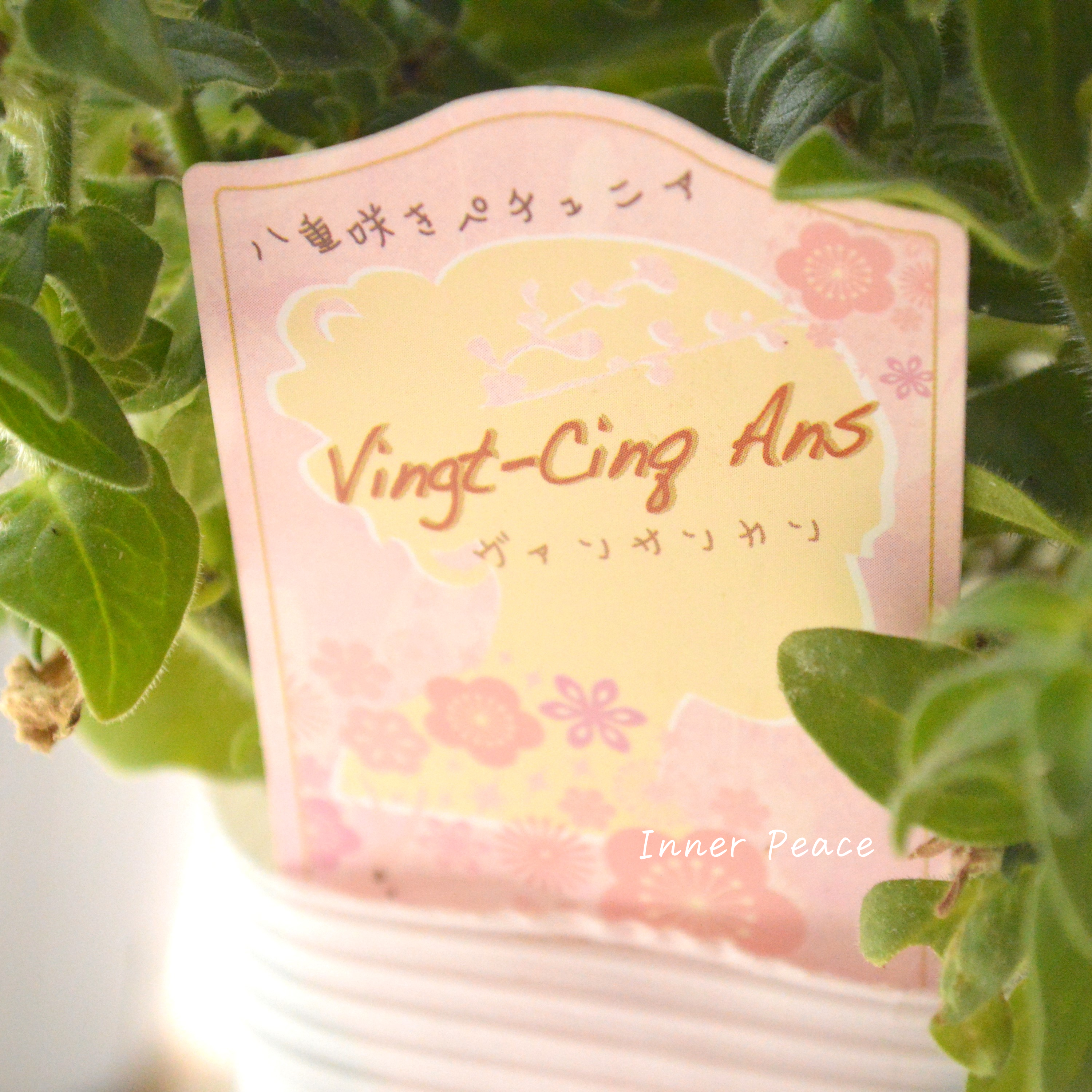 【松原園芸さんオリジナル】Sale!   八重咲きペチュニア 『ヴァンサンカン』　3寸ロングPOT