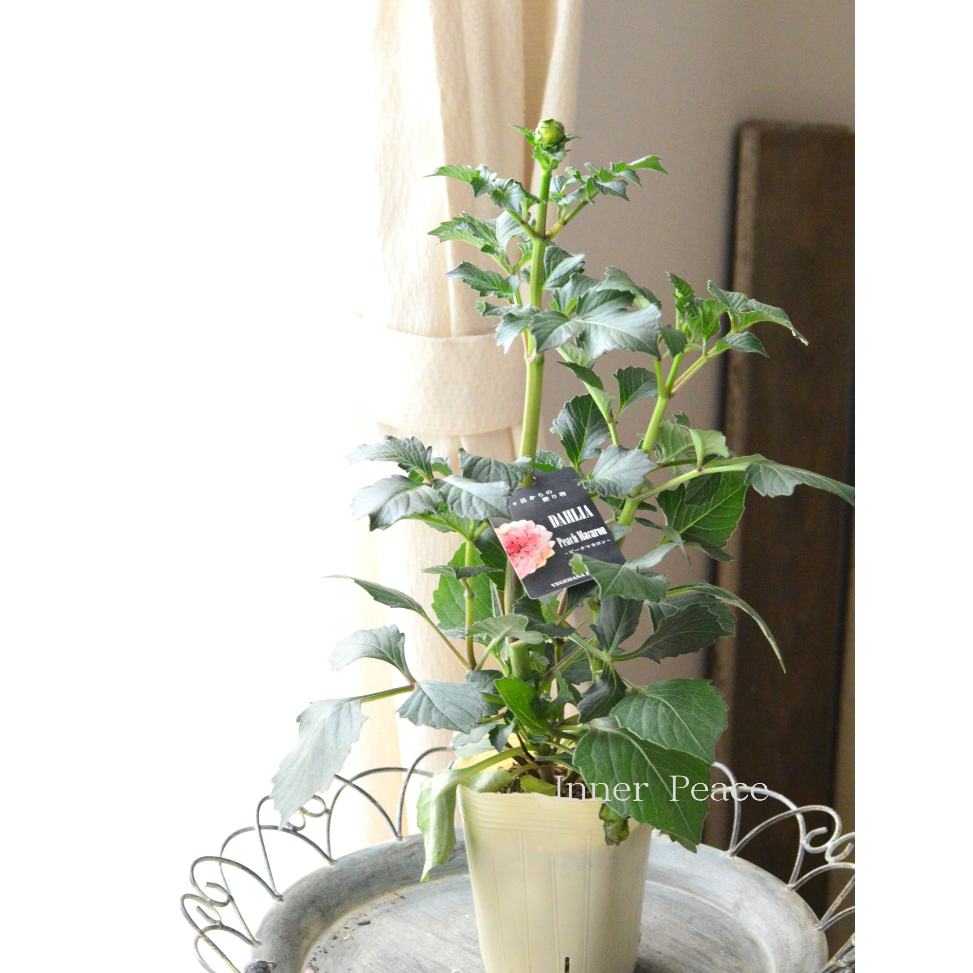 【美しい】ダリア 『ピーチマカロン』　　3.5寸ロングPOT