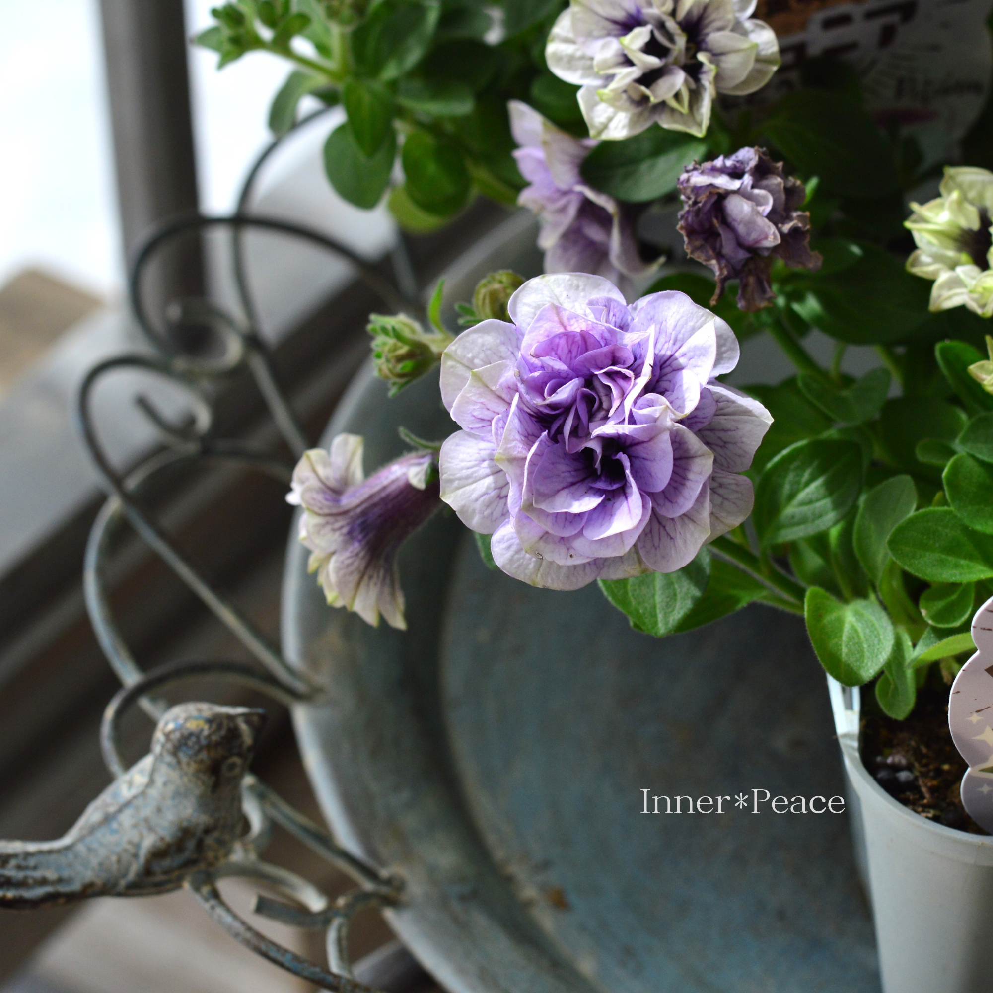 八重咲きペチュニア 『ぶどうラテ』　 　3.5寸POT