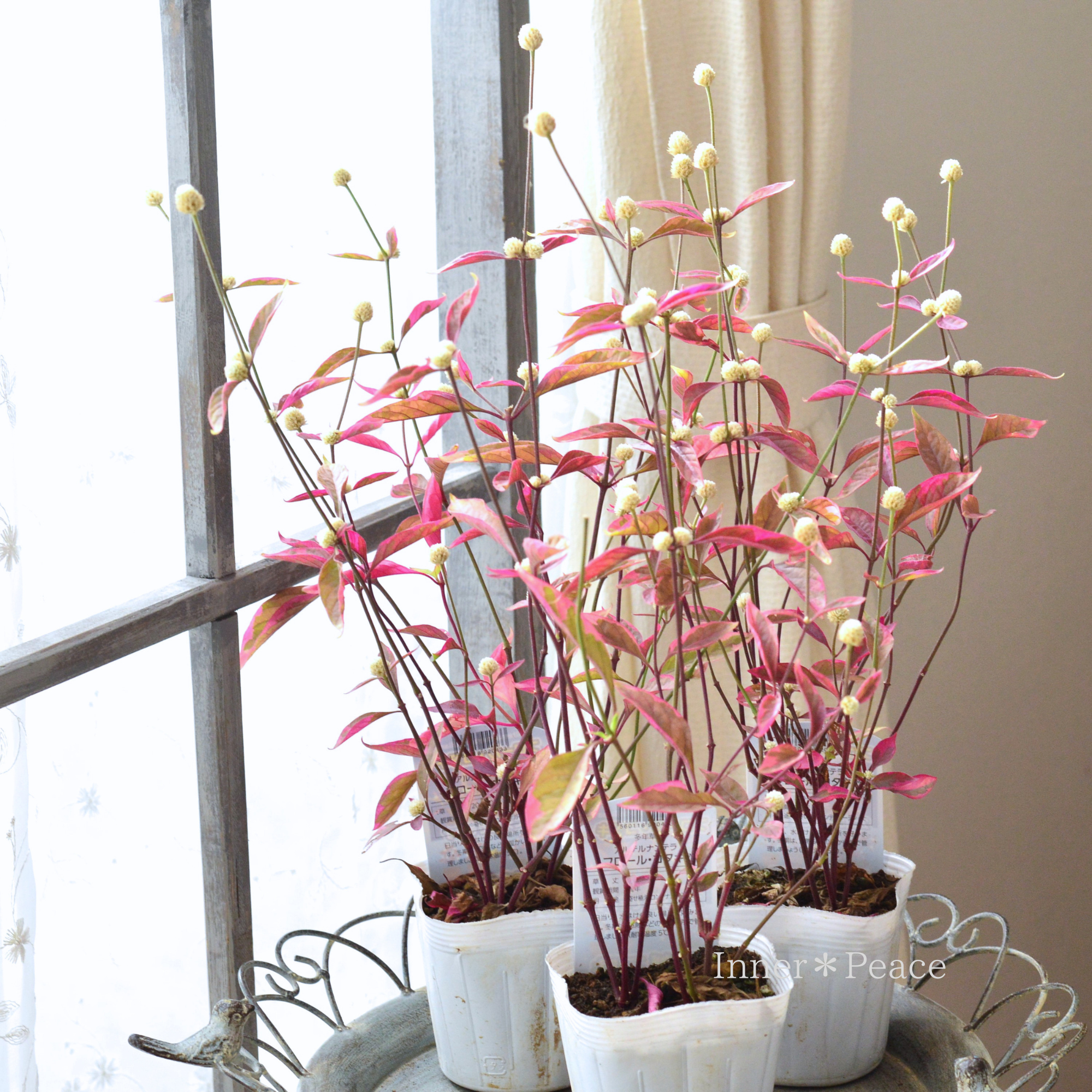 【寄せ植えに】 アルテルナンテラ　『フロール・コタキ』　3寸POT