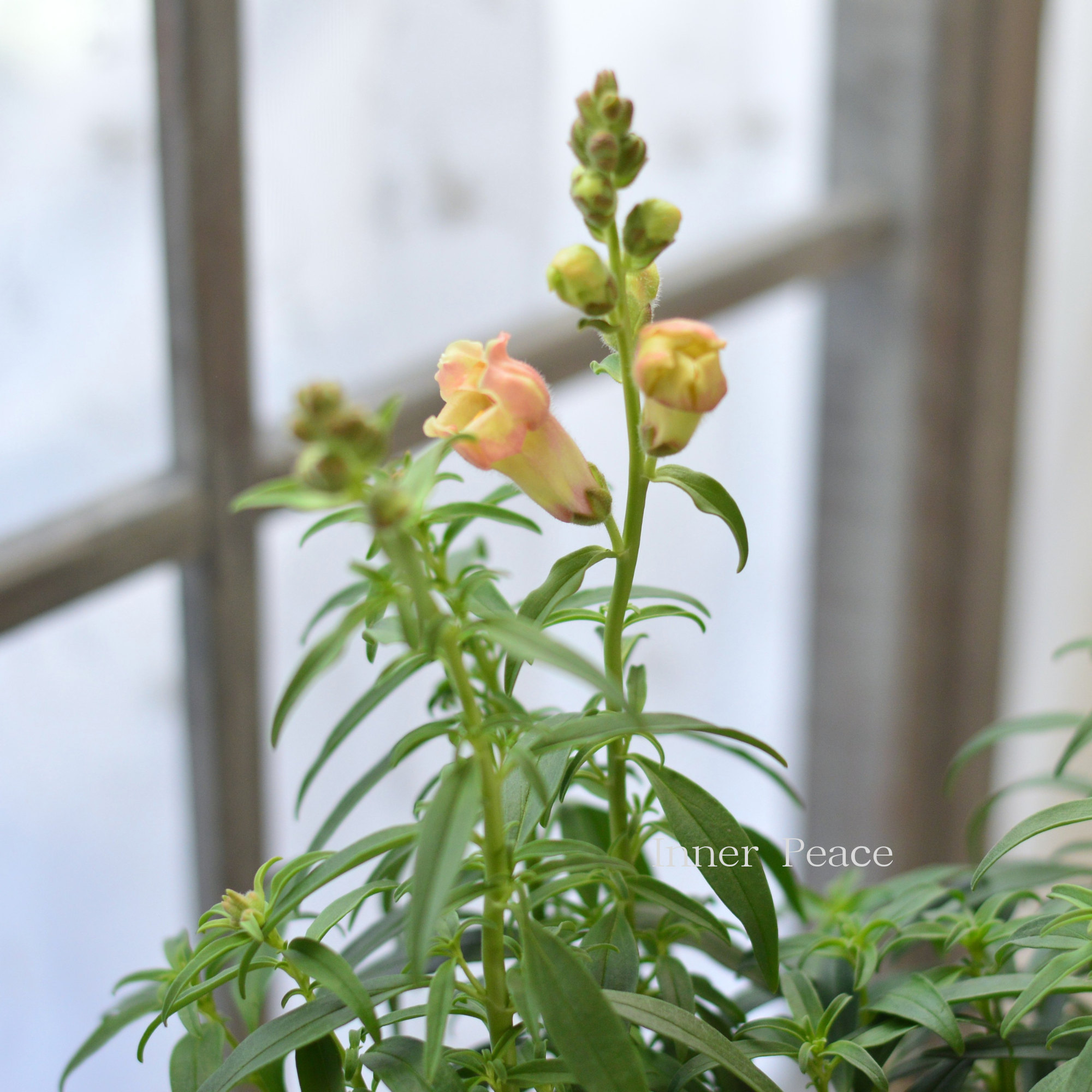 【かわいい】 キンギョソウ・トゥイニー　『ピーチ』　　3寸ロングPOT