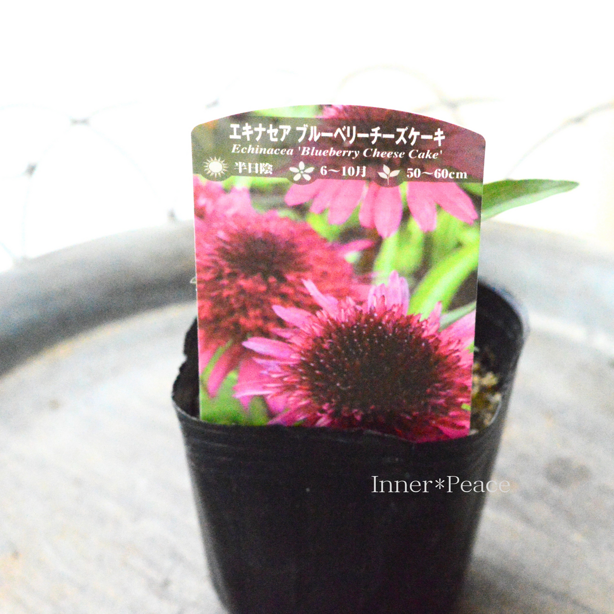 種子 同梱無料 エキナセア ブルーベリーチーズケーキ 種子 同梱無料 エキナセア ブルーベリーチーズケーキ
