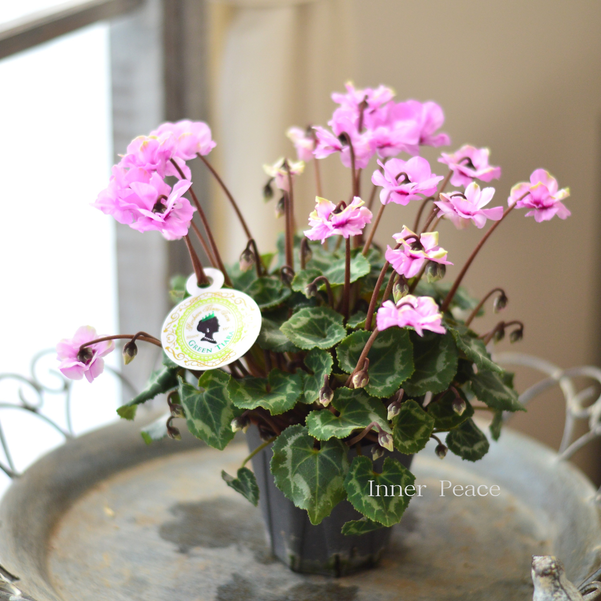 【八重咲き】 ガーデンシクラメン　『グリーンティアラ・ピンク系』　 3寸硬質POT