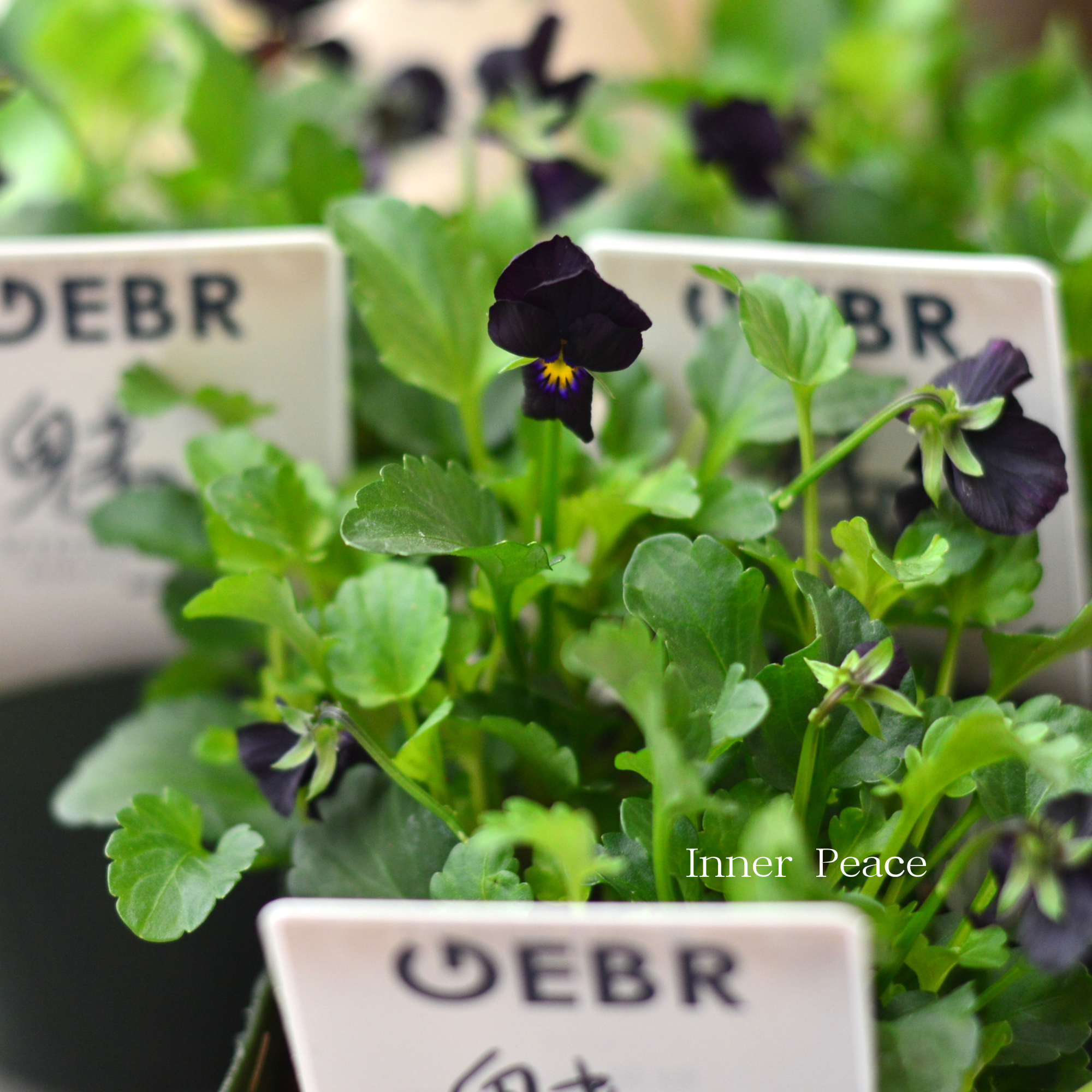 【ゲブラさん】  ビオラ　『魅黒』　3.5寸POT