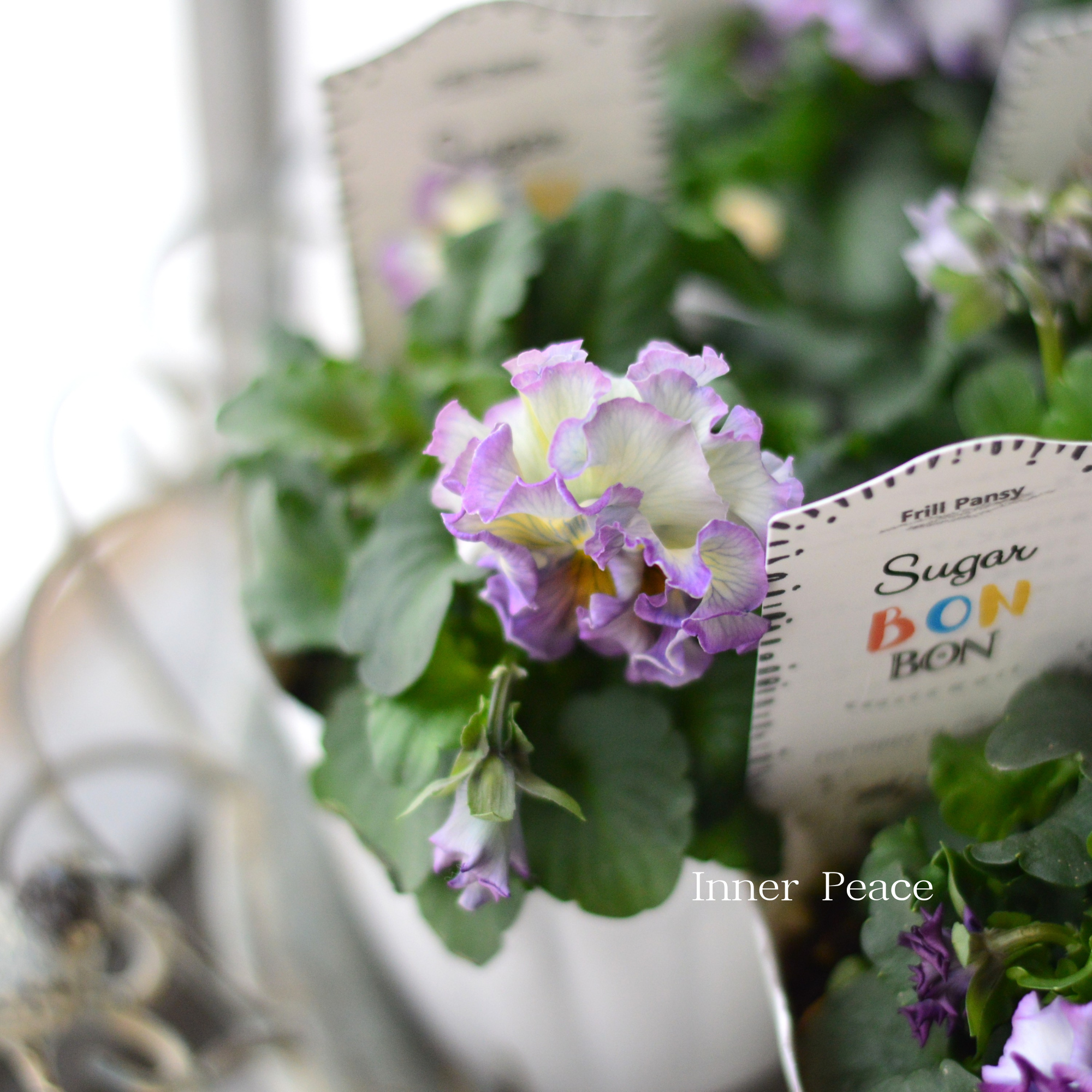 【湘南Berryさん】 フリルパンジー 『シュガーボンボン・パープル系』　3寸POT