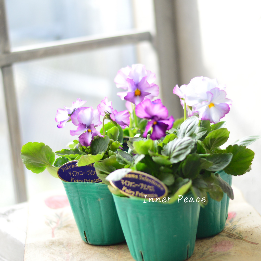 人気】 ビオラ 『横浜セレクション・マイファニープリンセス』 3寸POT