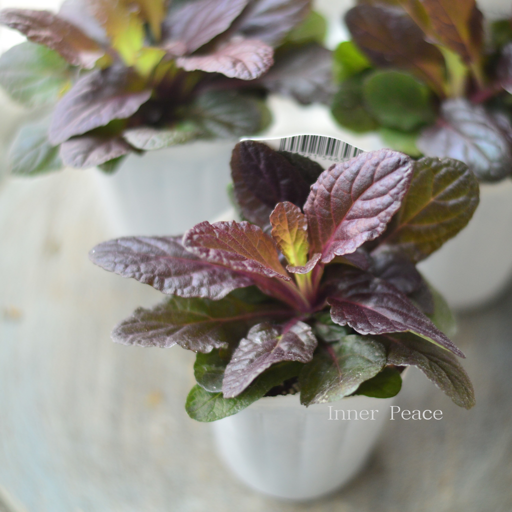 宿根】 アジュガ 『マホガニー』 2.5寸ロングPOT