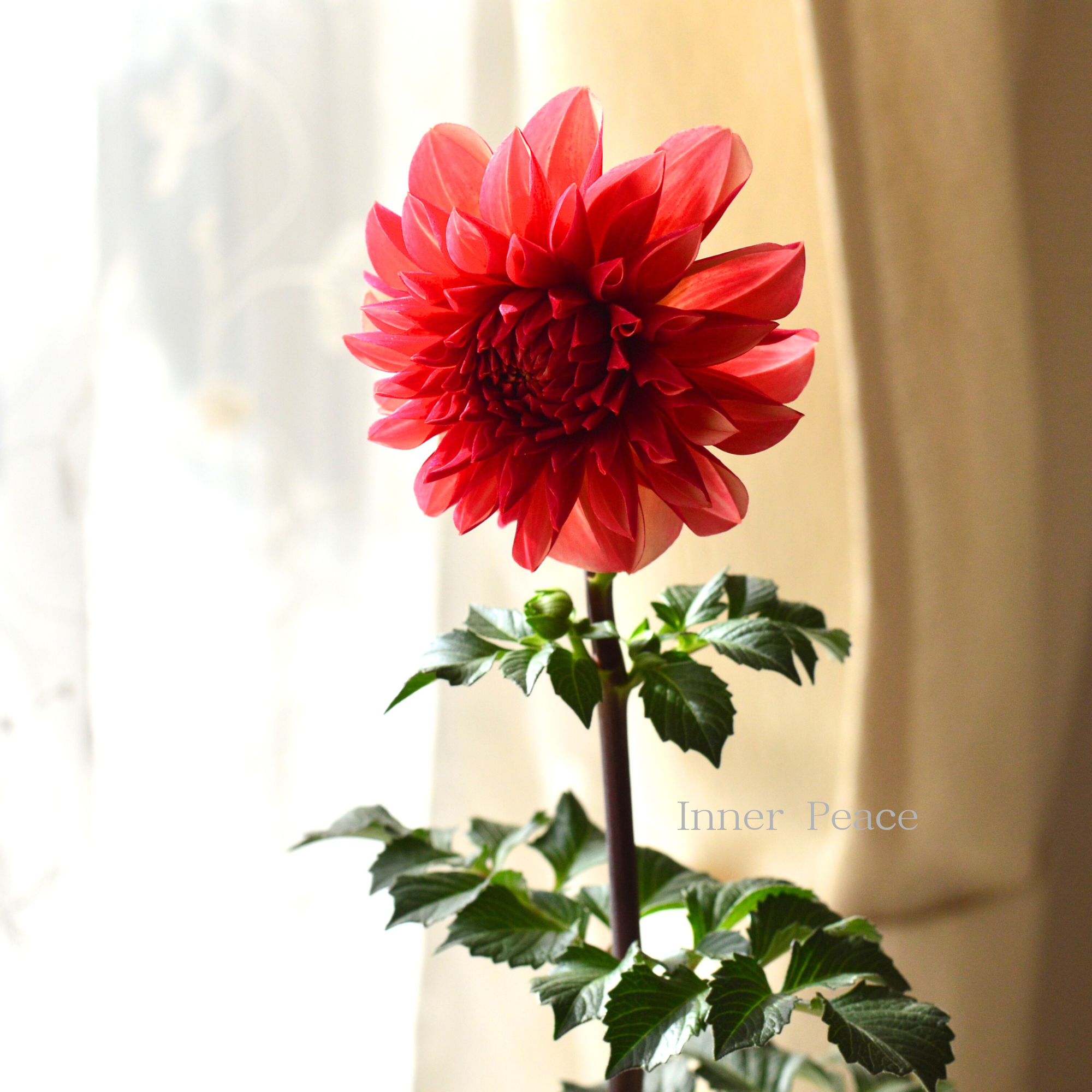 【美しい】ダリア 『ピーチマカロン』　　3.5寸ロングPOT