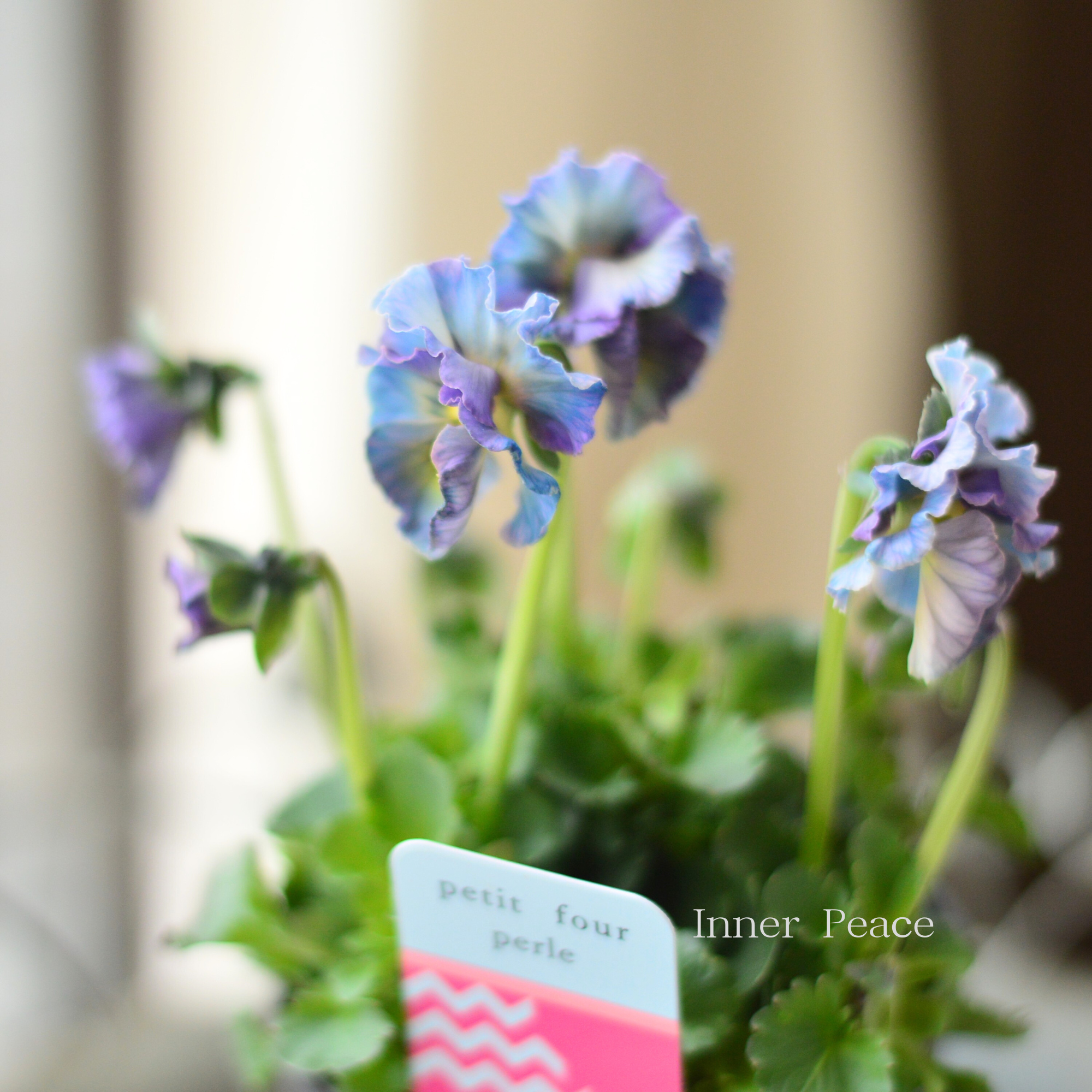 【ハルグリンさん】 ビオラ　『プティフール・ペルル　１番』　　3寸POT