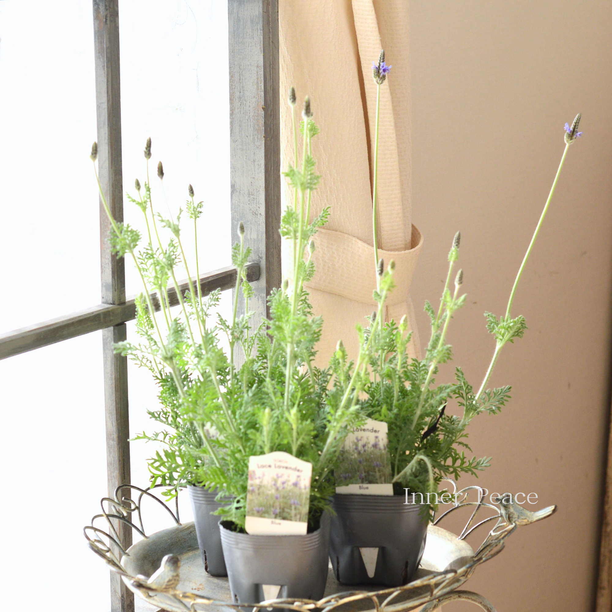 【美しい】 レースラベンダー 『トーチ・ブルー』 　3.5寸POT