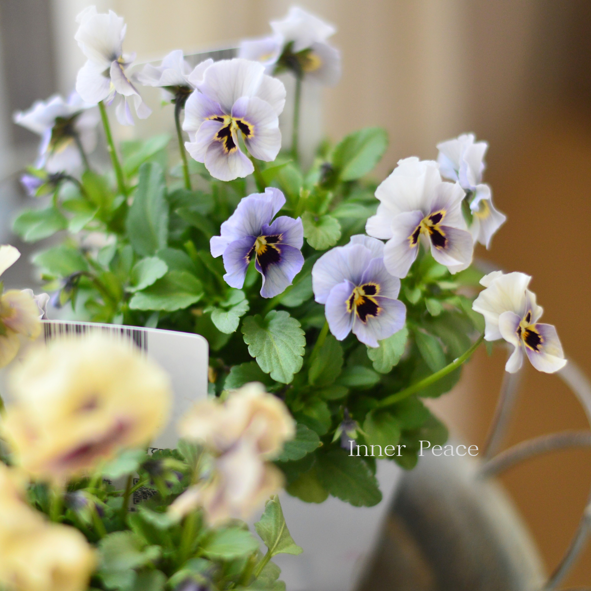 ステキ】 北島園芸さんのビオラ 『コルティルーチェ・シック系』 3.5寸POT