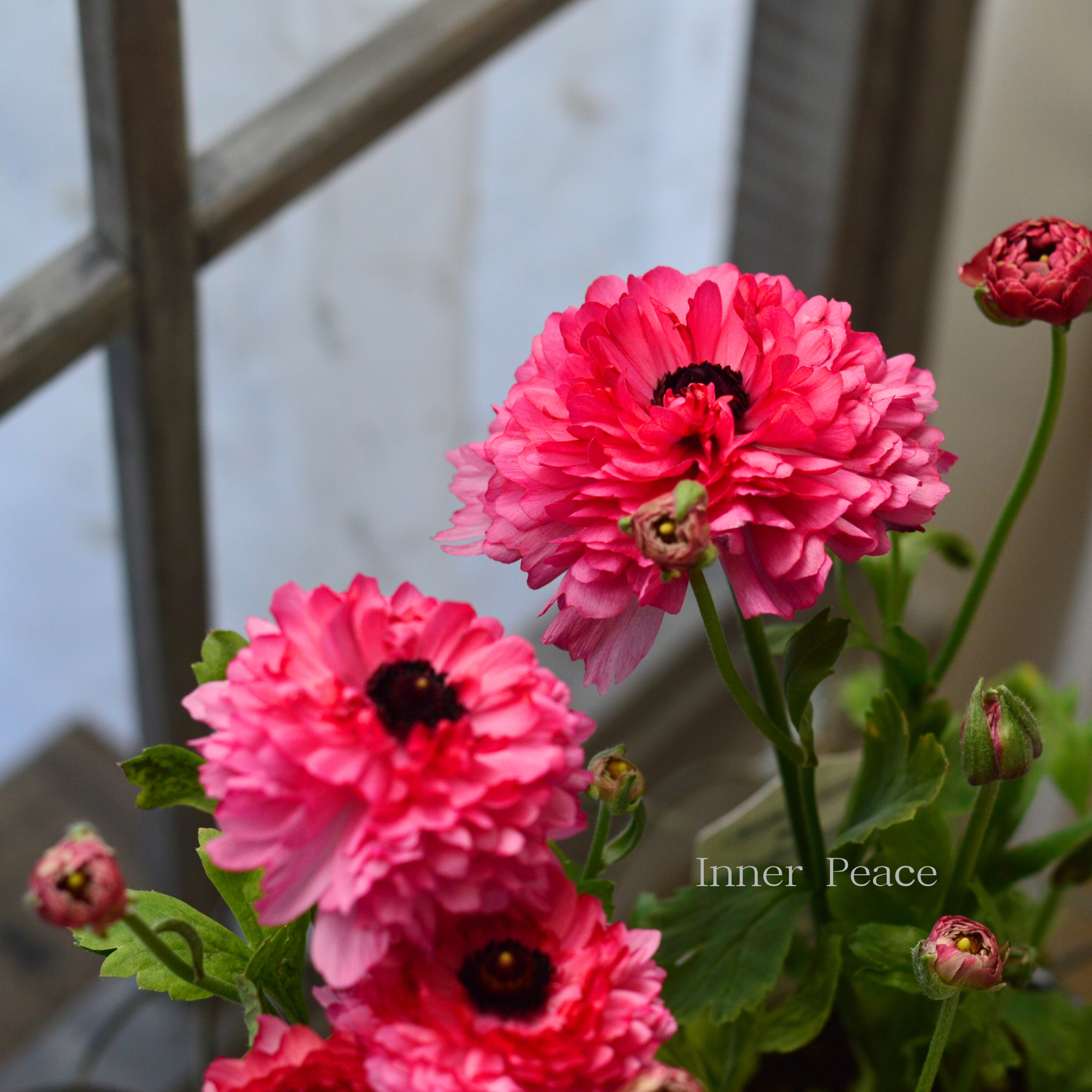 【豪華】 ラナンキュラス （ミックス）『ピンク系』　3.5寸ロングPOT