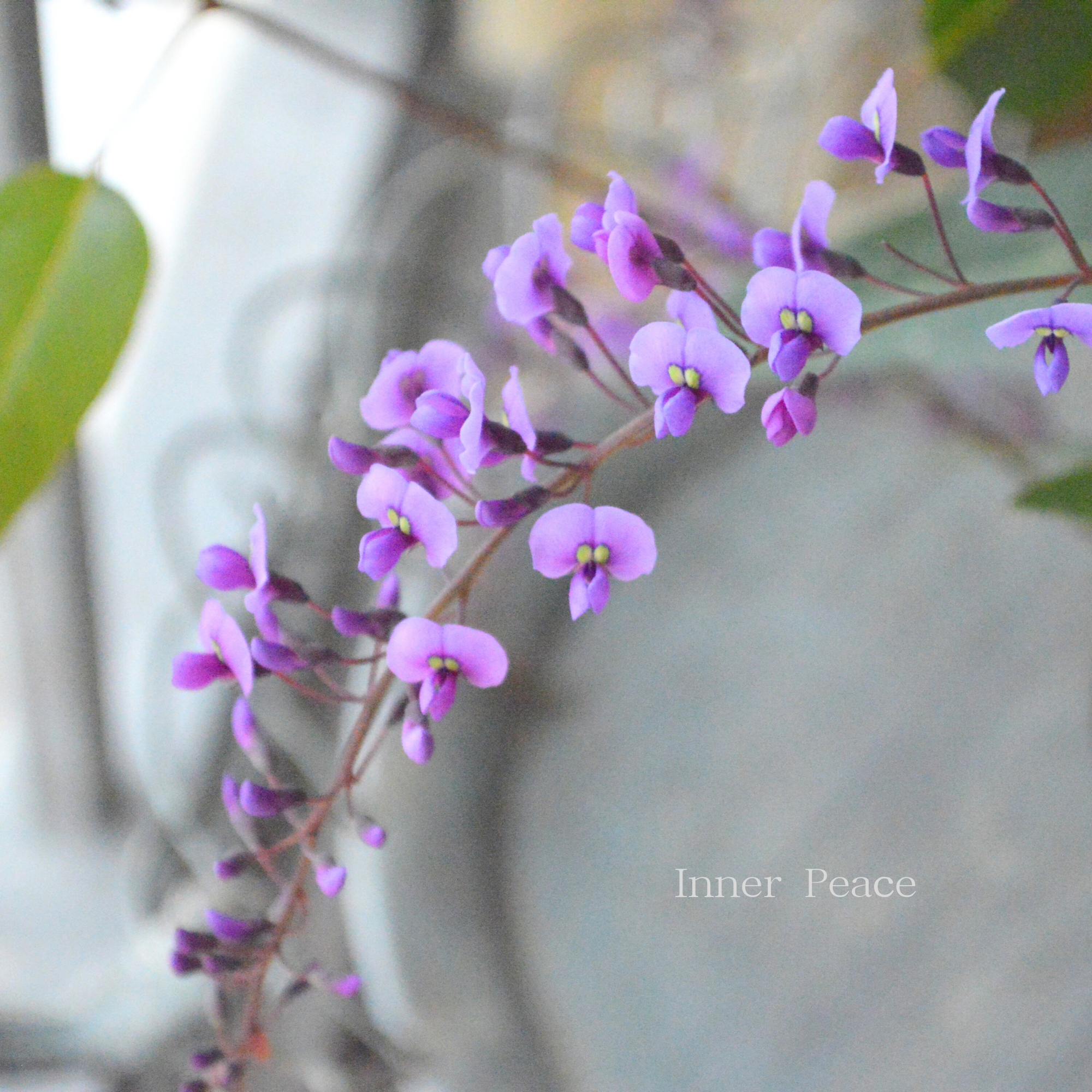 【美しい】 ハーデンベルギア　『パープル』　3.5寸POT