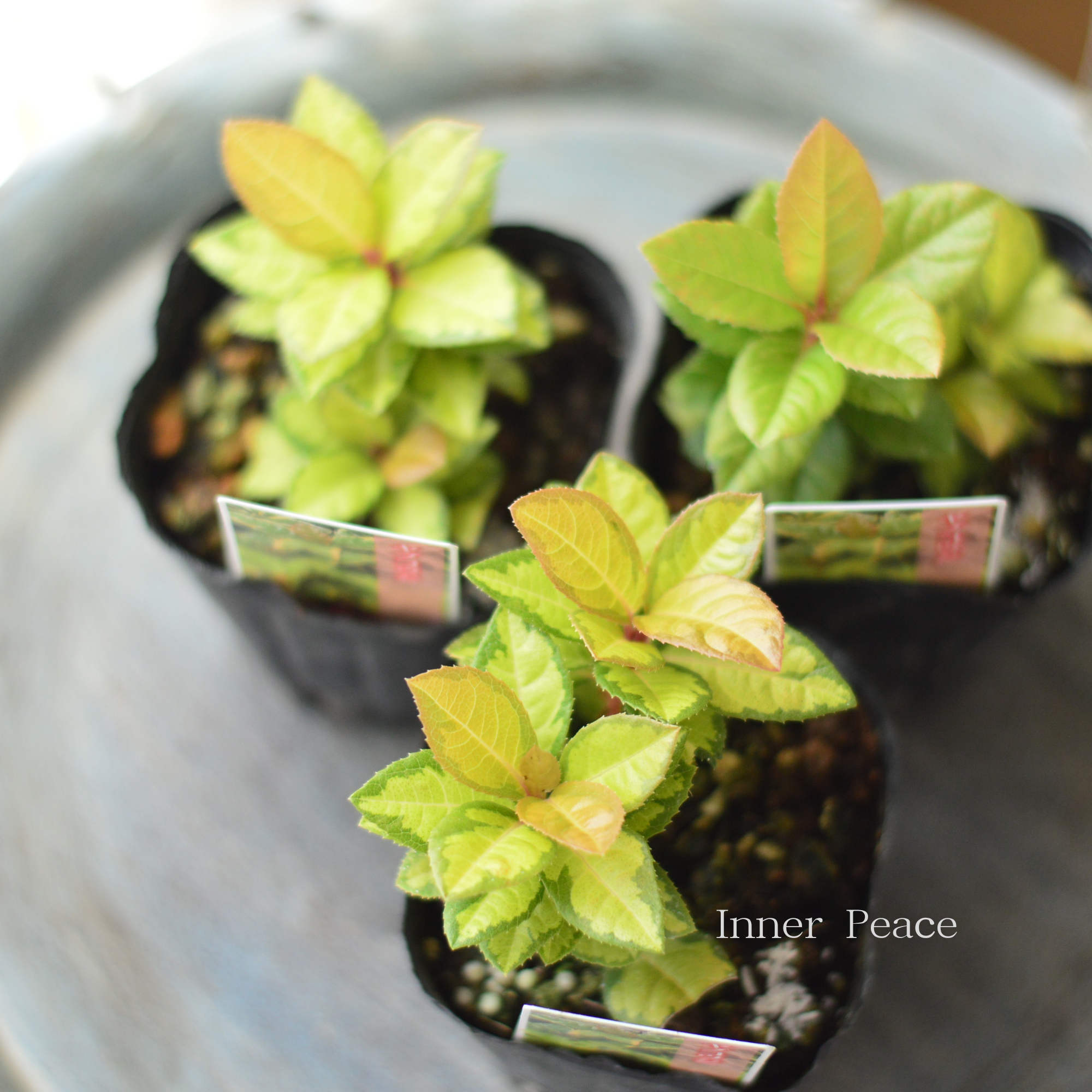 【斑入り】 ヤブコウジ(黄緑葉)　3寸POT