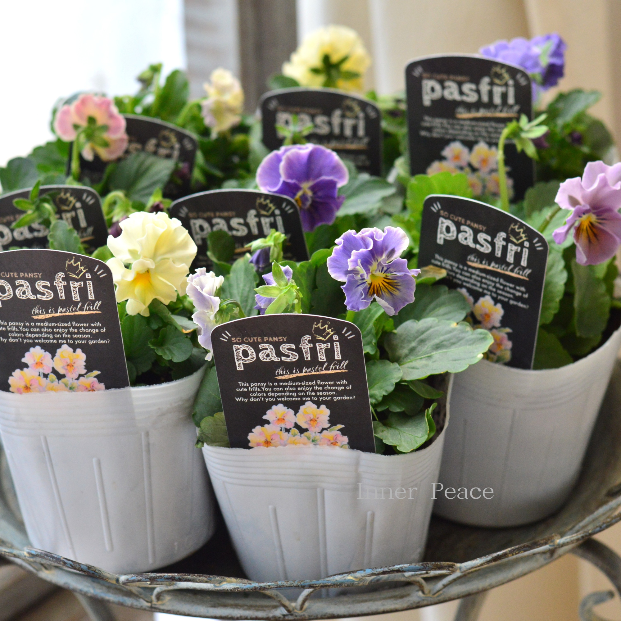【桂楓園さんオリジナル】 パンジー　『pasfri  ～パスフリ～』   3.5寸POT