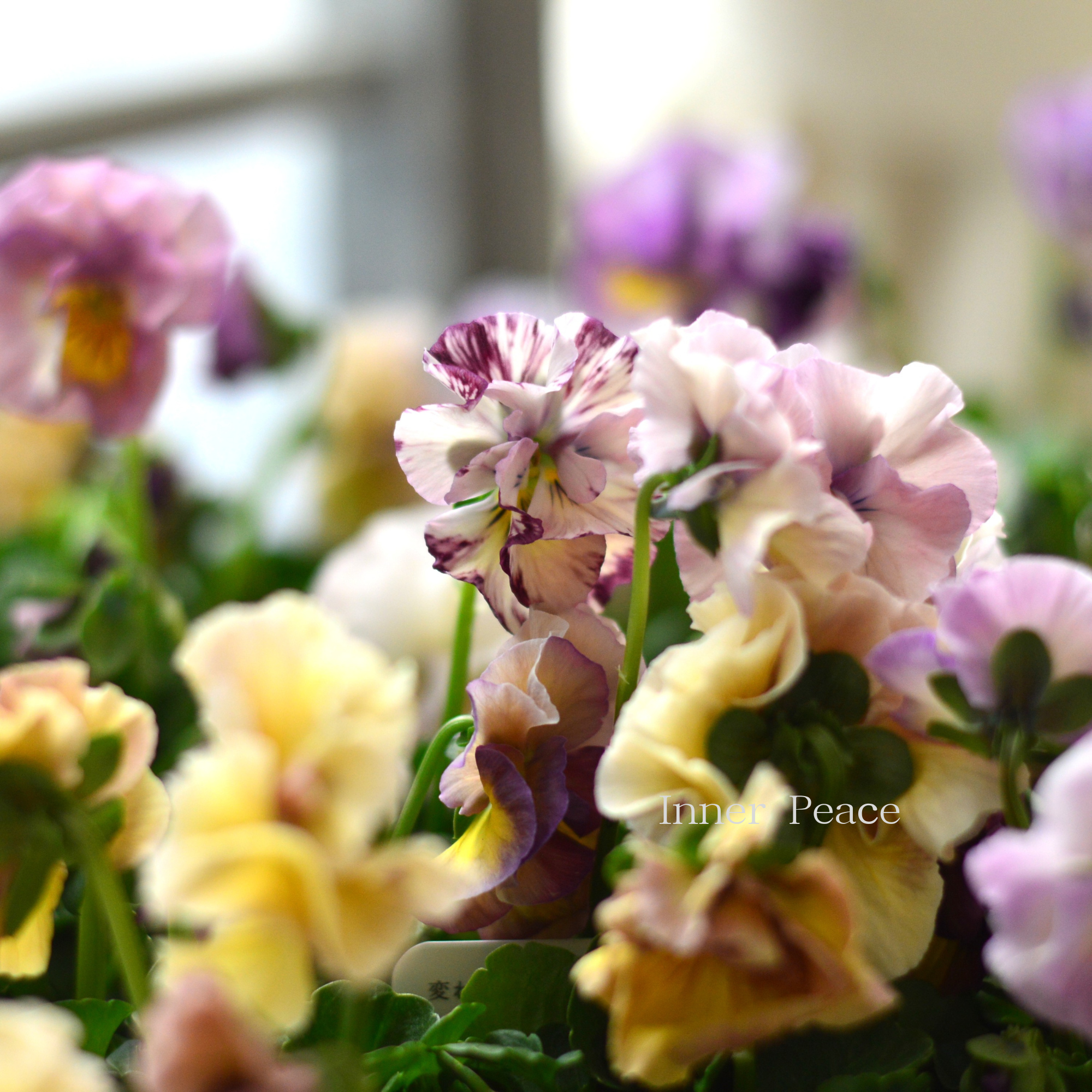 【ハルグリンさん】新品種 パンジー　『ジャーニー』   　3寸POT