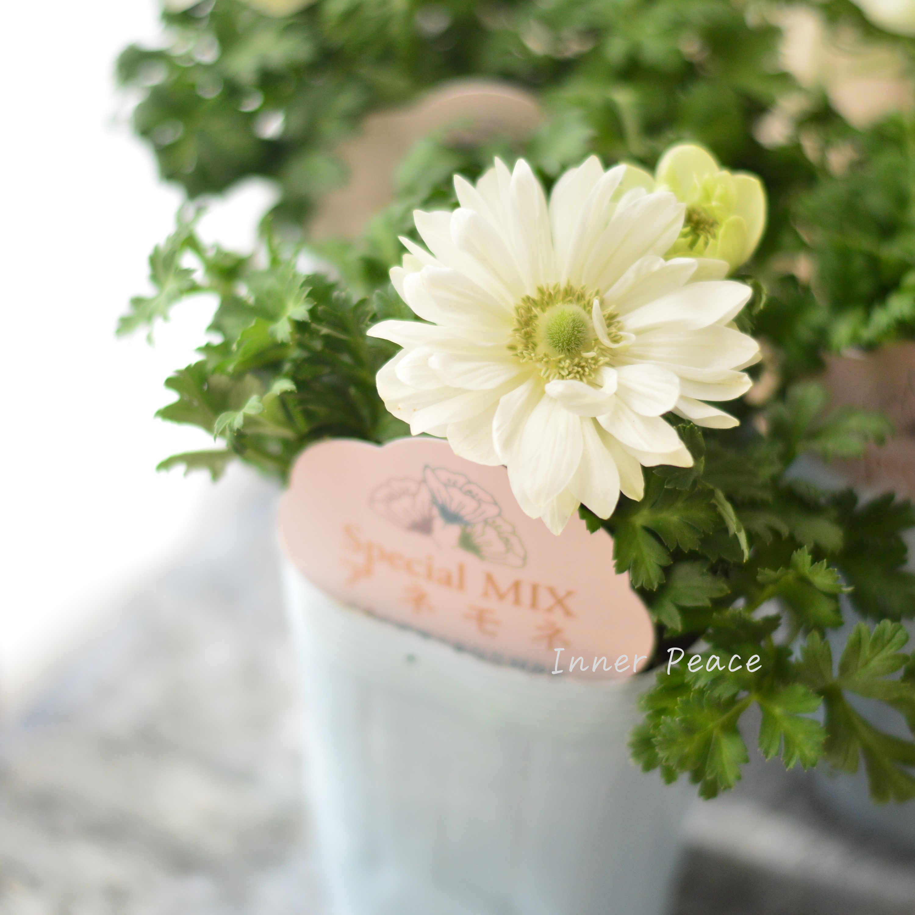 【神花園さん】  ３本植え！ 八重咲きスペシャルミックスアネモネ 『ホワイト』　3.5寸ロングPOT