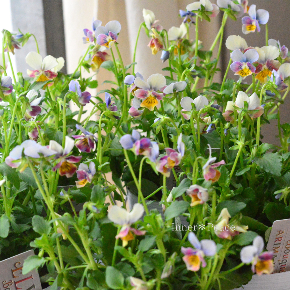 【ありまひろこさん育種】  ビオラ　『ELVIA Bouquet　～エルヴィア ブーケ～』　  3寸ロングPOT