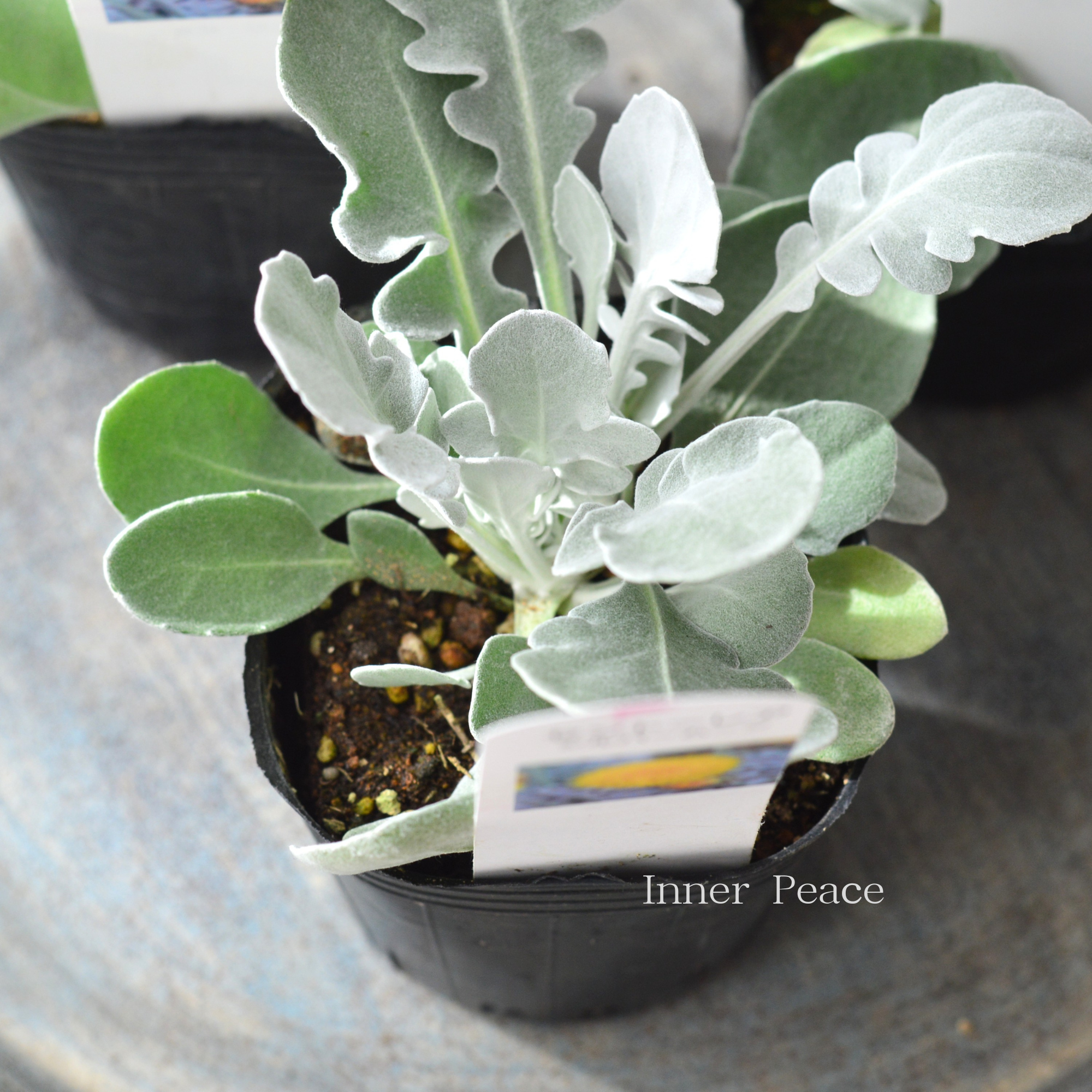 【暑さ寒さに強い】 セントーレア（矢車草）『シルバームーン』　　3寸POT