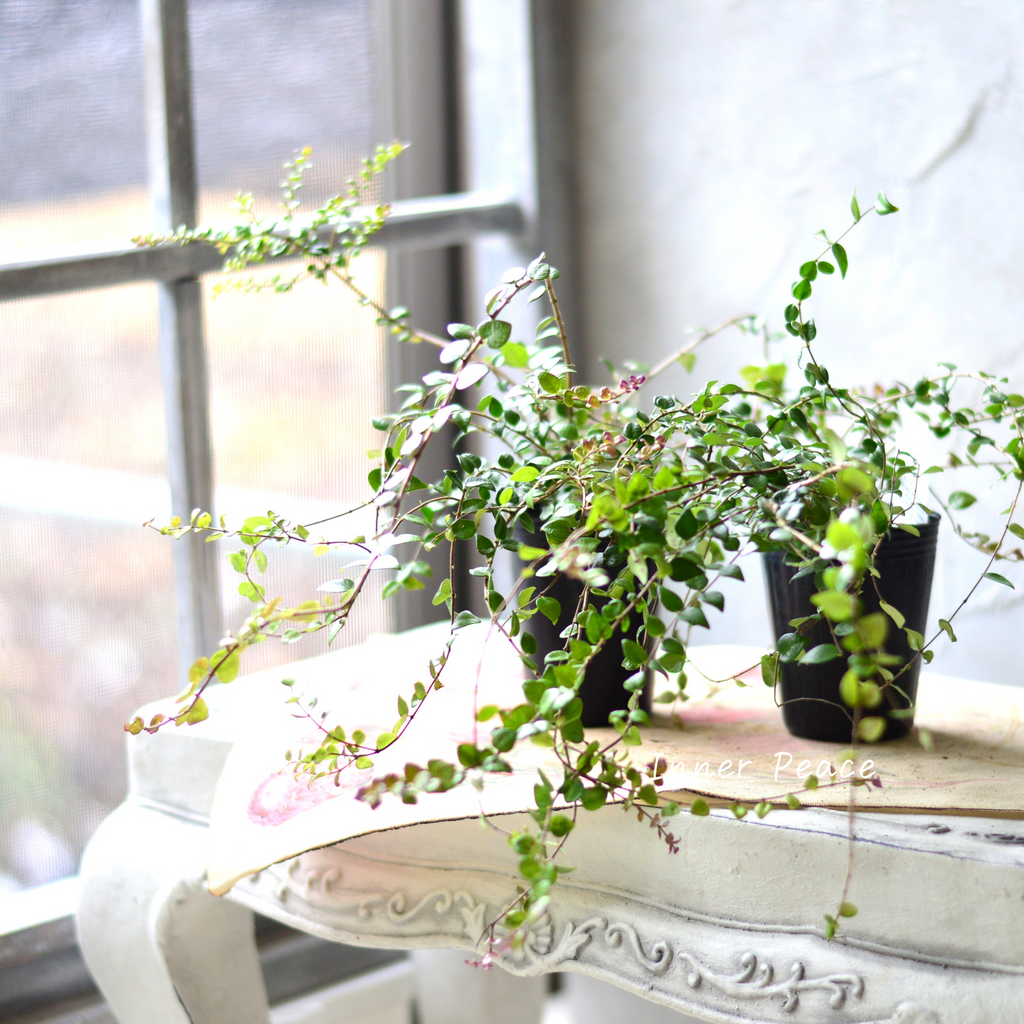 常緑】 ロニセラ ニティダ 『レッドチップ』 3寸POT