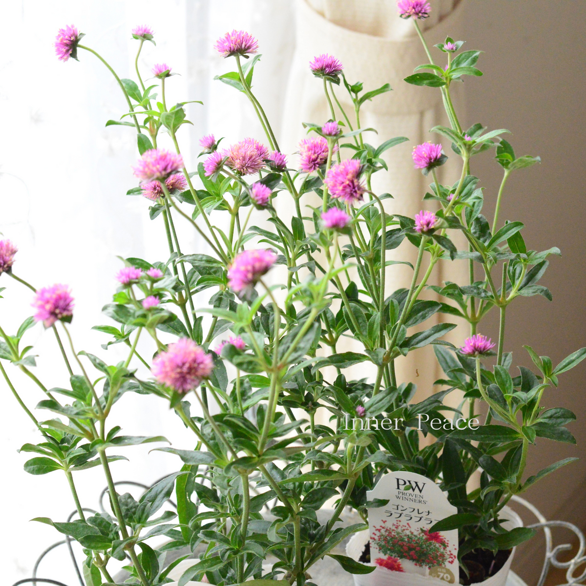 暑さに強い】 ゴンフレナ 『ラブラブラブ』 3.5寸POT