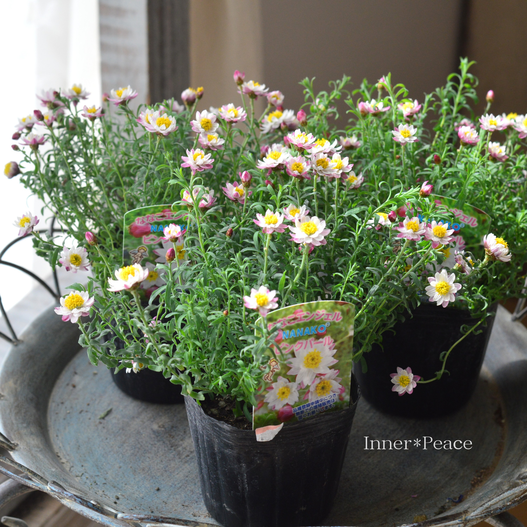 【個性的】 花かんざし　『ななこエンジェル・ピンクパール』　　3寸POT