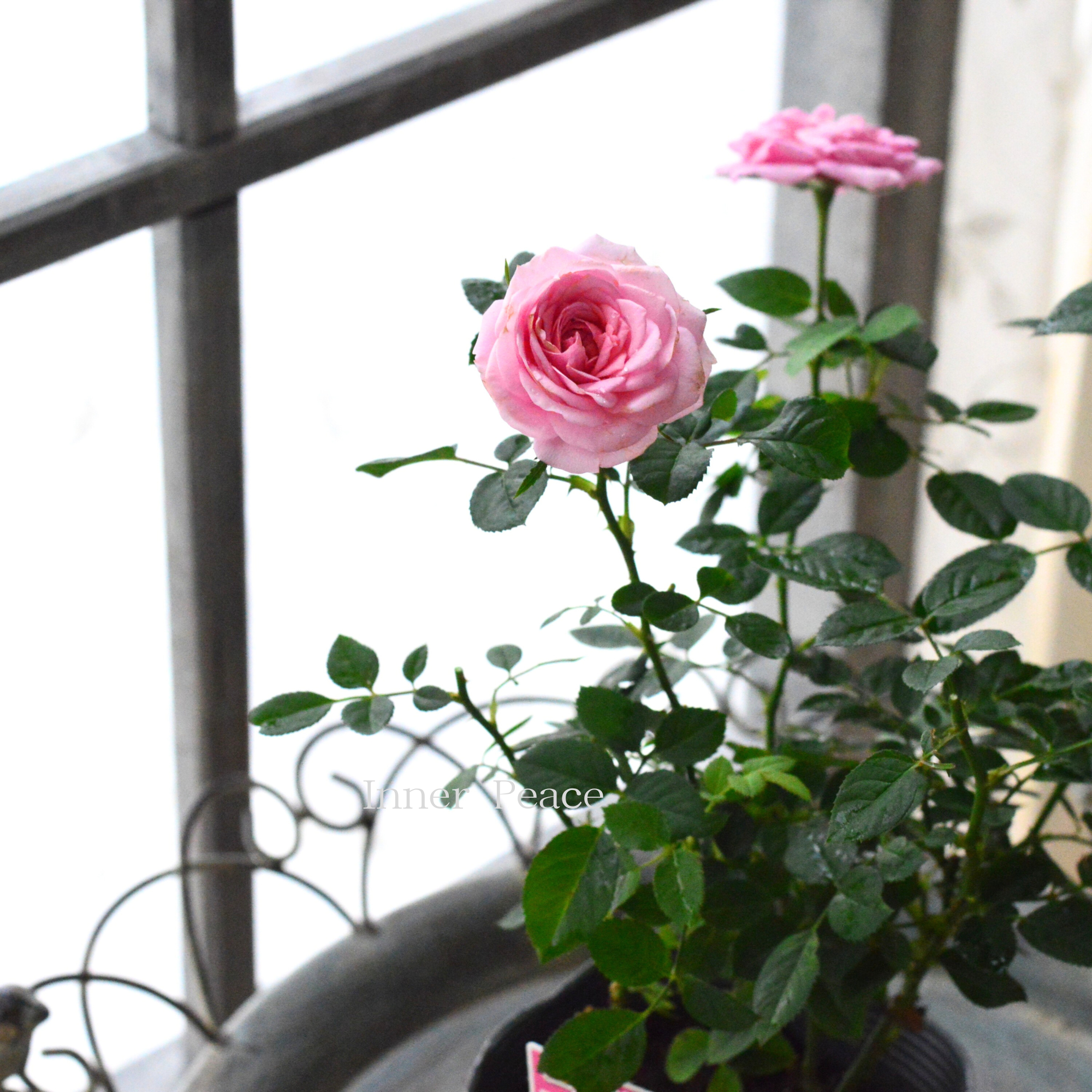 【分割できる】 ミニ薔薇  『コルダナ・エリジウム』  3寸POT