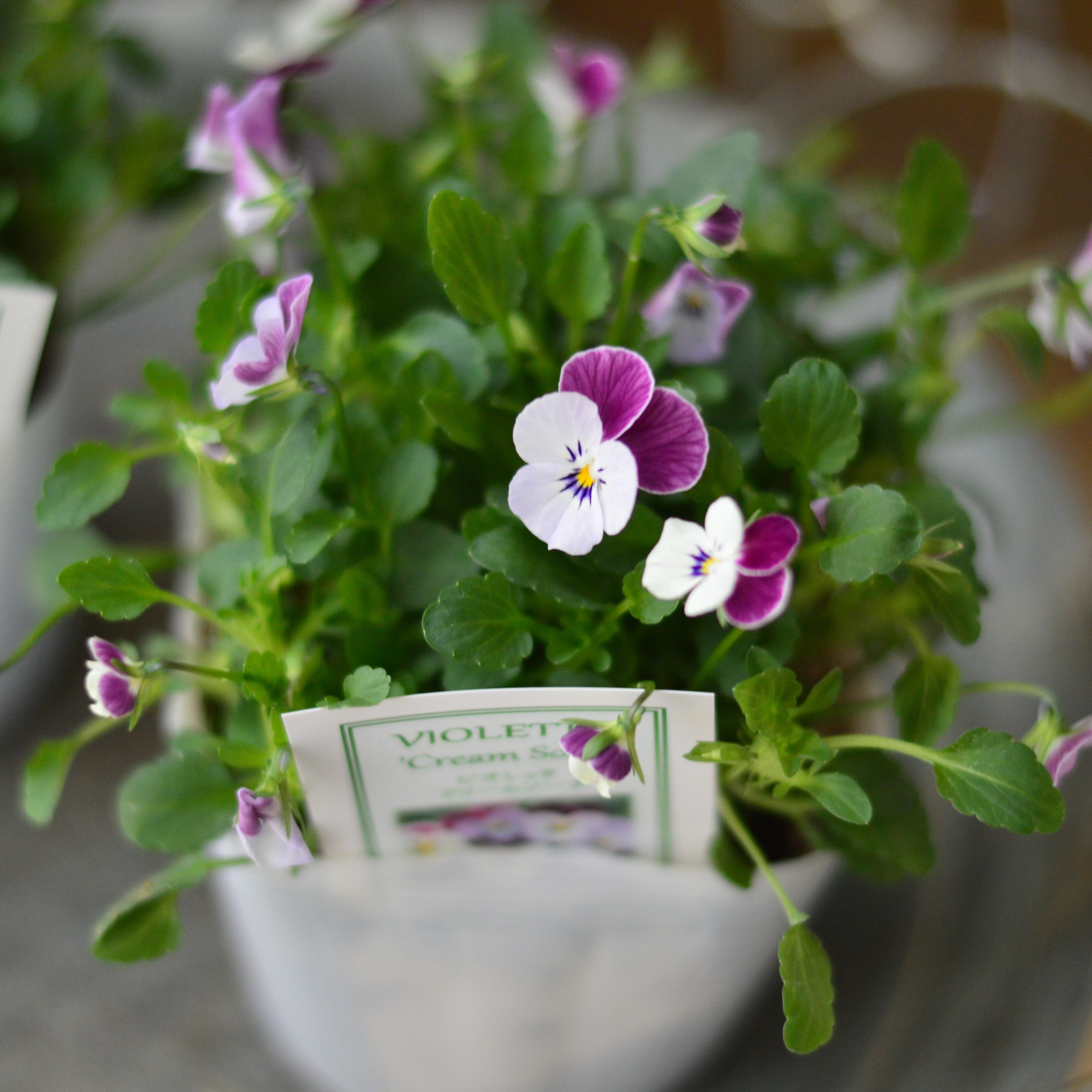 【かわいい】 小輪ビオラ　ビオレッタ　『クリームソーダ』　　3.5寸POT