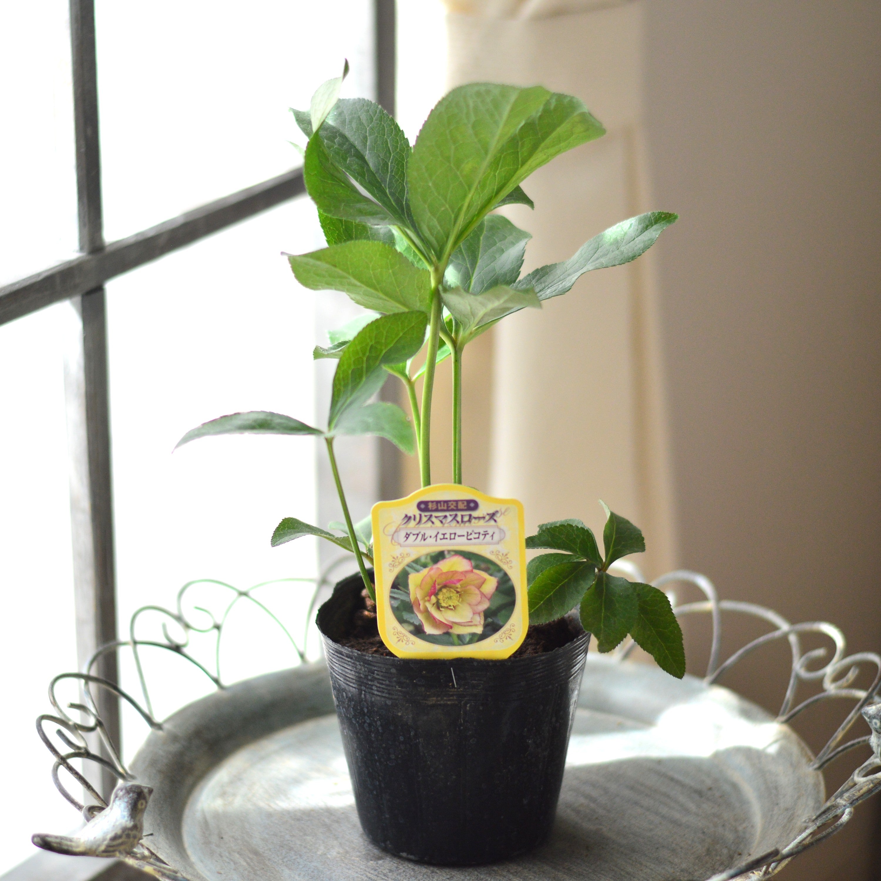 【杉光園芸さん】  クリスマスローズ　『ダブル・イエローピコティ』　　4寸POT