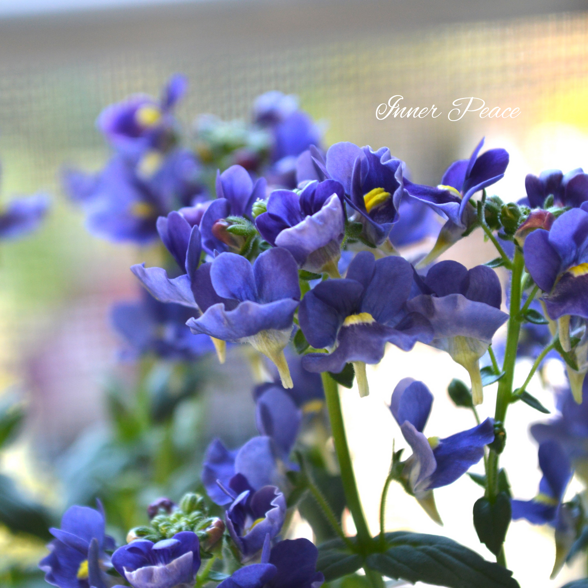 ゲブラさん】 Sale! ネメシア 『メーテル・ミッドナイトブルー