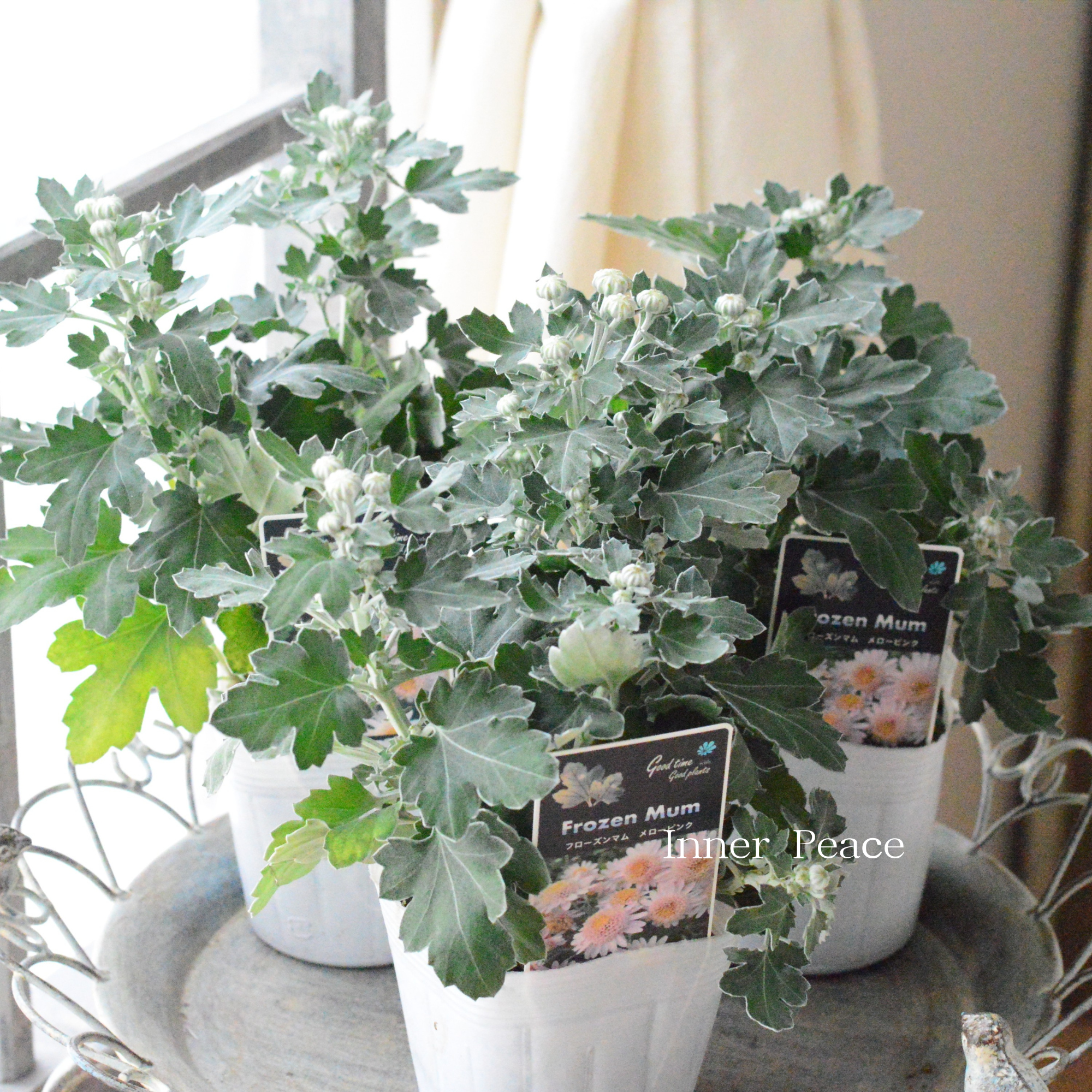 【かわいい】 フローズンマム　『メローピンク』　3.5寸POT