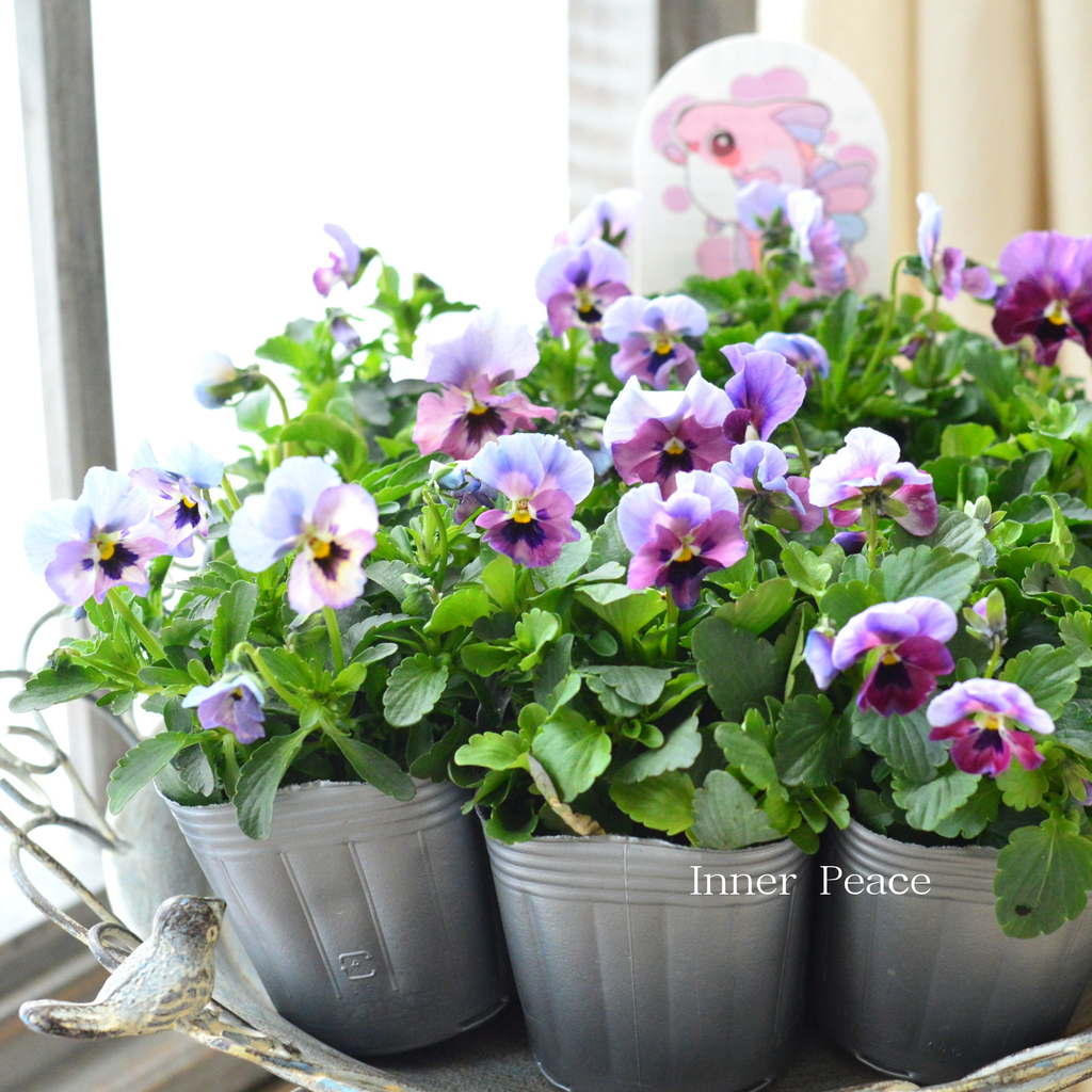 見元園芸さん】 ビオラ 『ふわふわ金魚ちゃん』 3寸POT