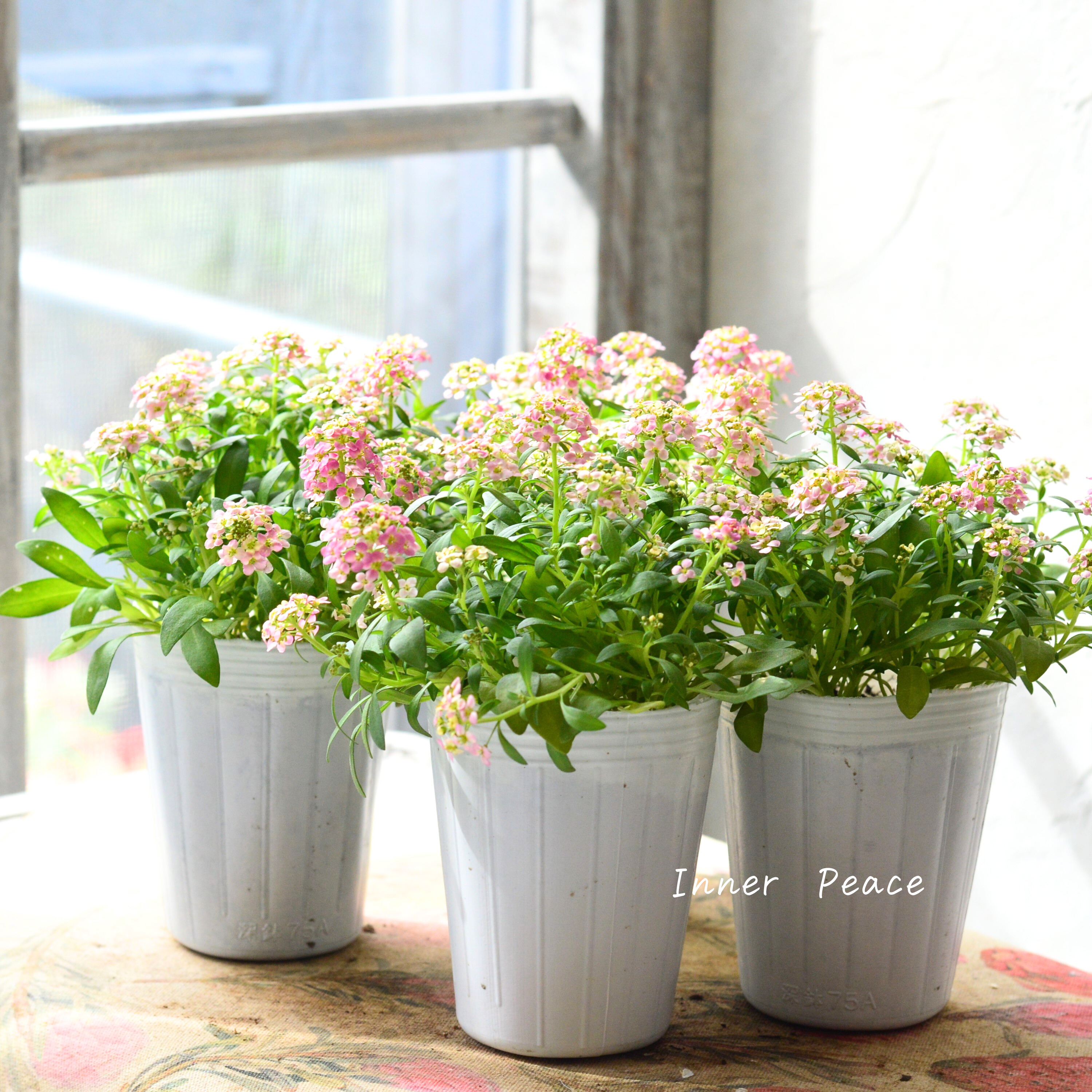 【かわいい】 スイートアリッサム　『アルーレ・ブロンズ』　2.5寸POT