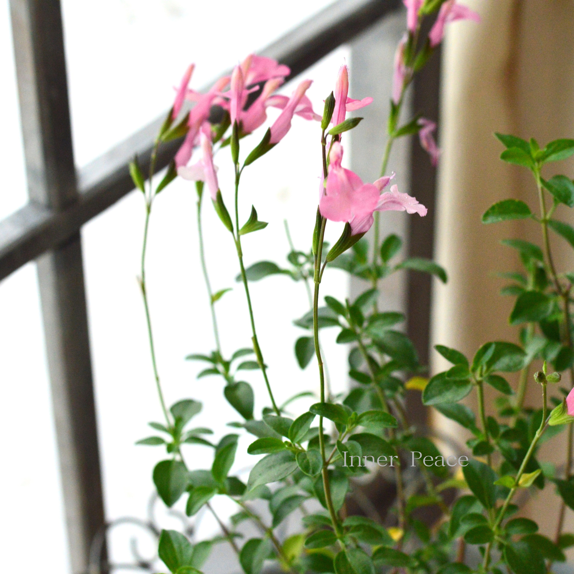 【宿根】 サルビア（チェリーセージ） 『ラ・シエスタ』　　3.5寸POT