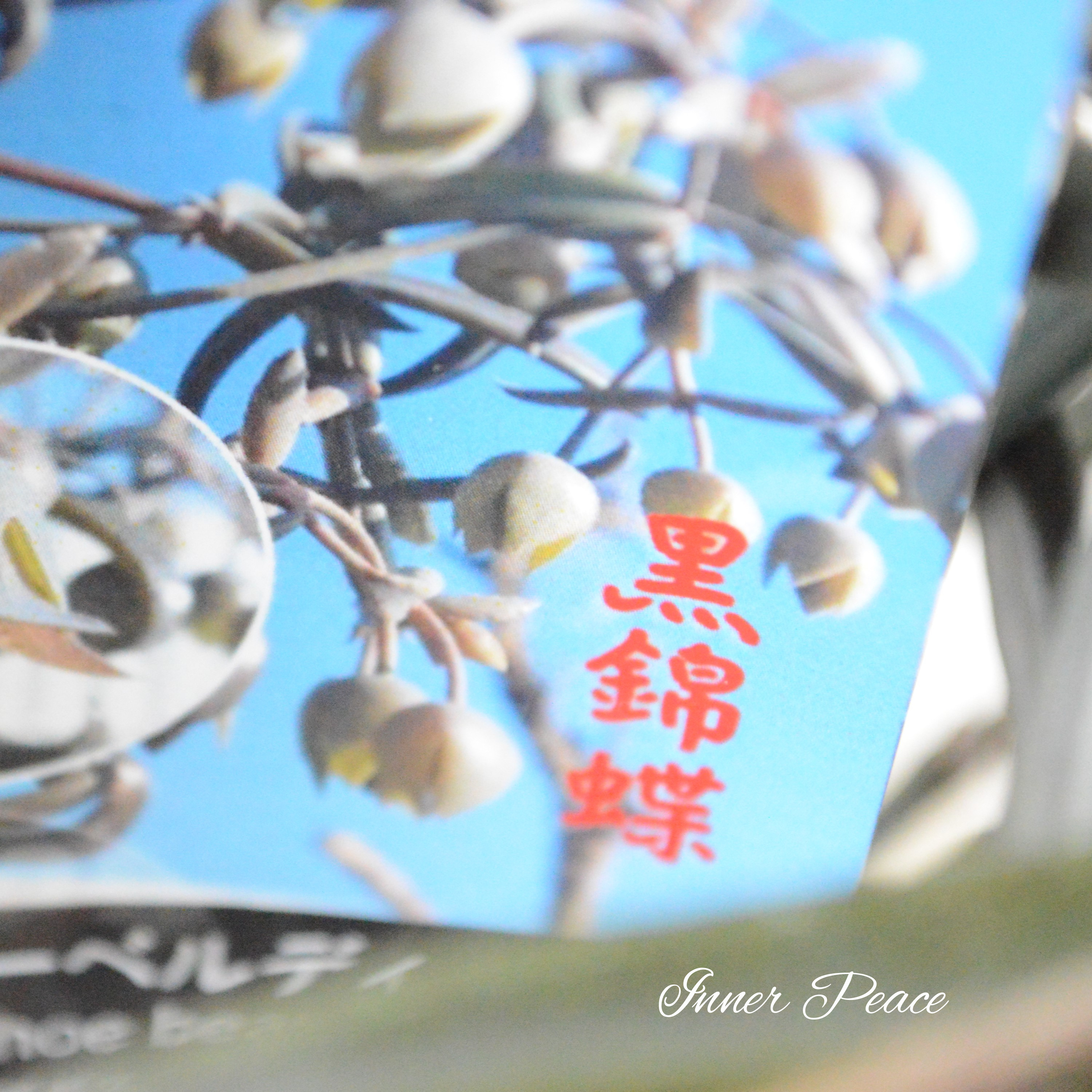 【希少】 カランコエ　ボーベルディ『黒錦蝶～コクキンチョウ～』　５号鉢
