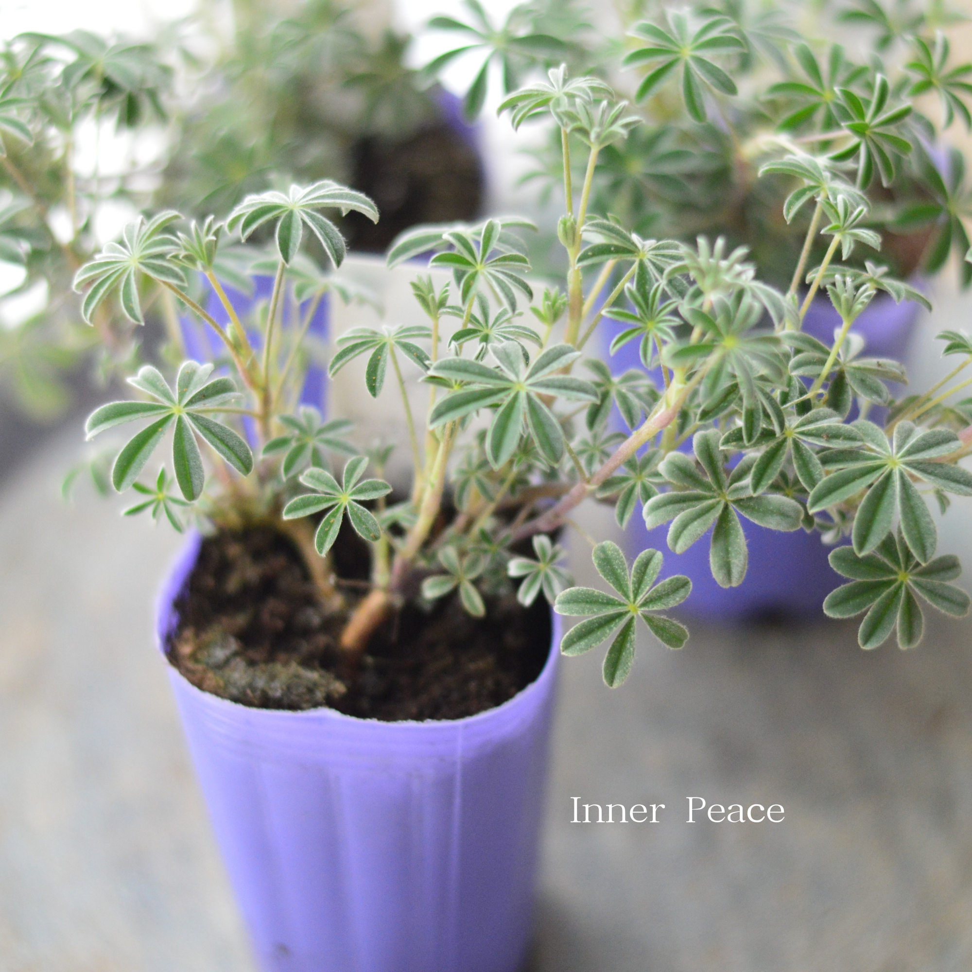 【希少】 宿根ルピナス　『シルバーフリース』　　2.5寸ロングPOT