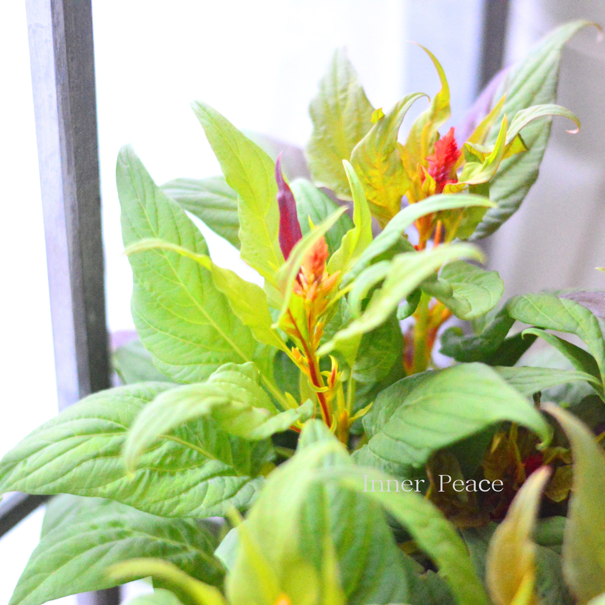 【ゲブラナガトヨさん】 ケイトウ　『霧島の秋・キメラ咲き』　3.5寸POT