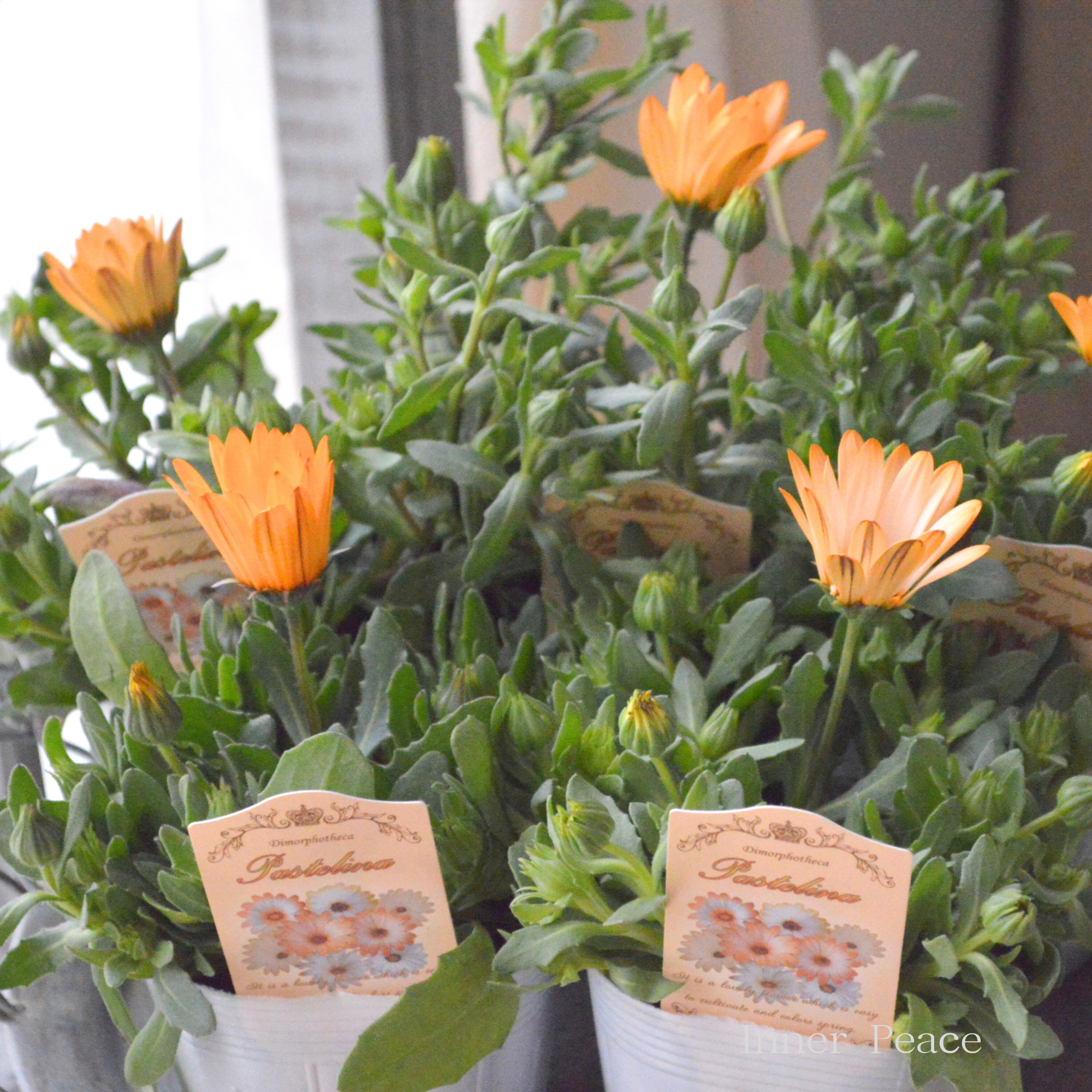 【春色】 ディモルフォセカ 『パステリーナ・オレンジ系』　3.5寸POT