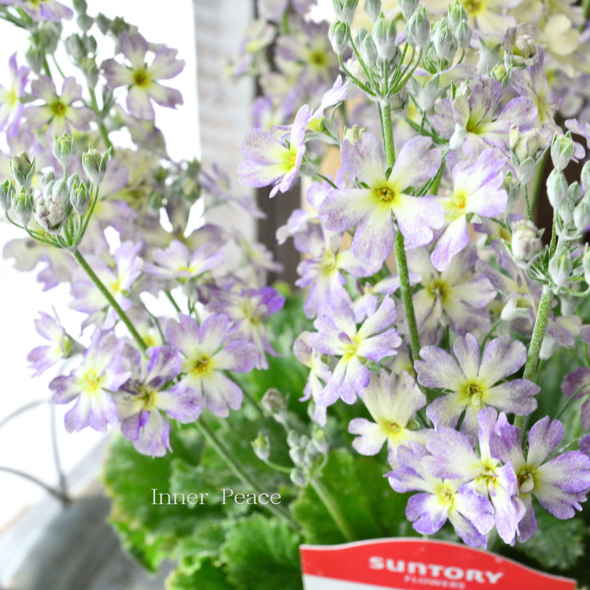 【新色】 ウインティー 『ブルーピコティ』　　3.5寸POT